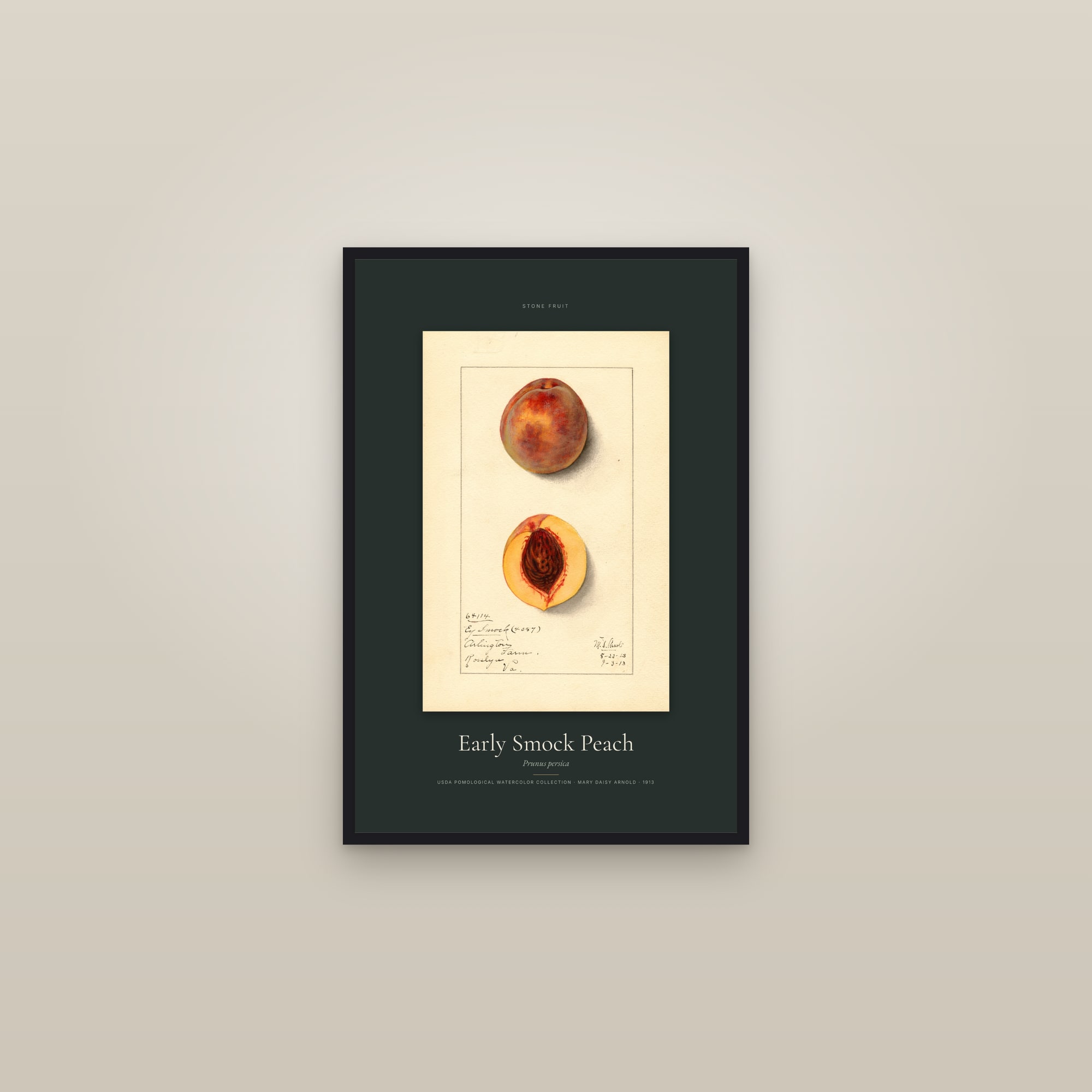 Early Smock Peach — Specimen — framed in a gallery setting