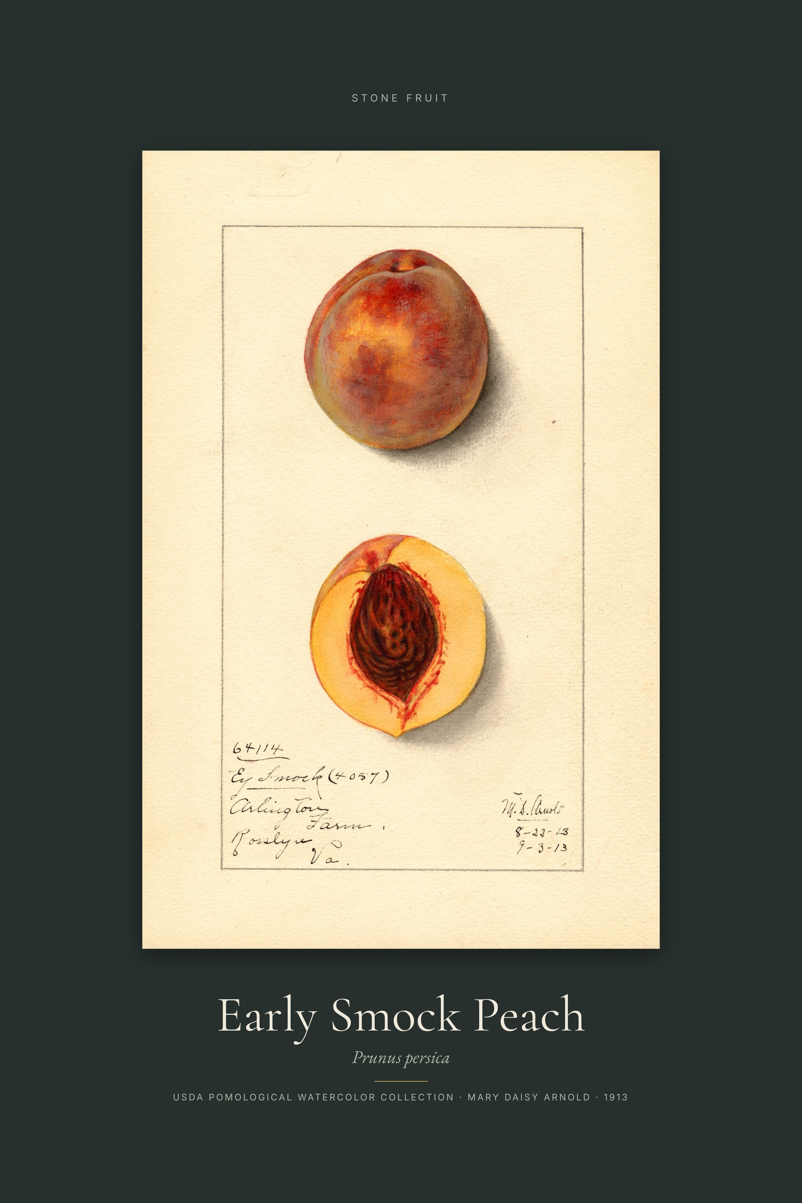 Early Smock Peach — Specimen