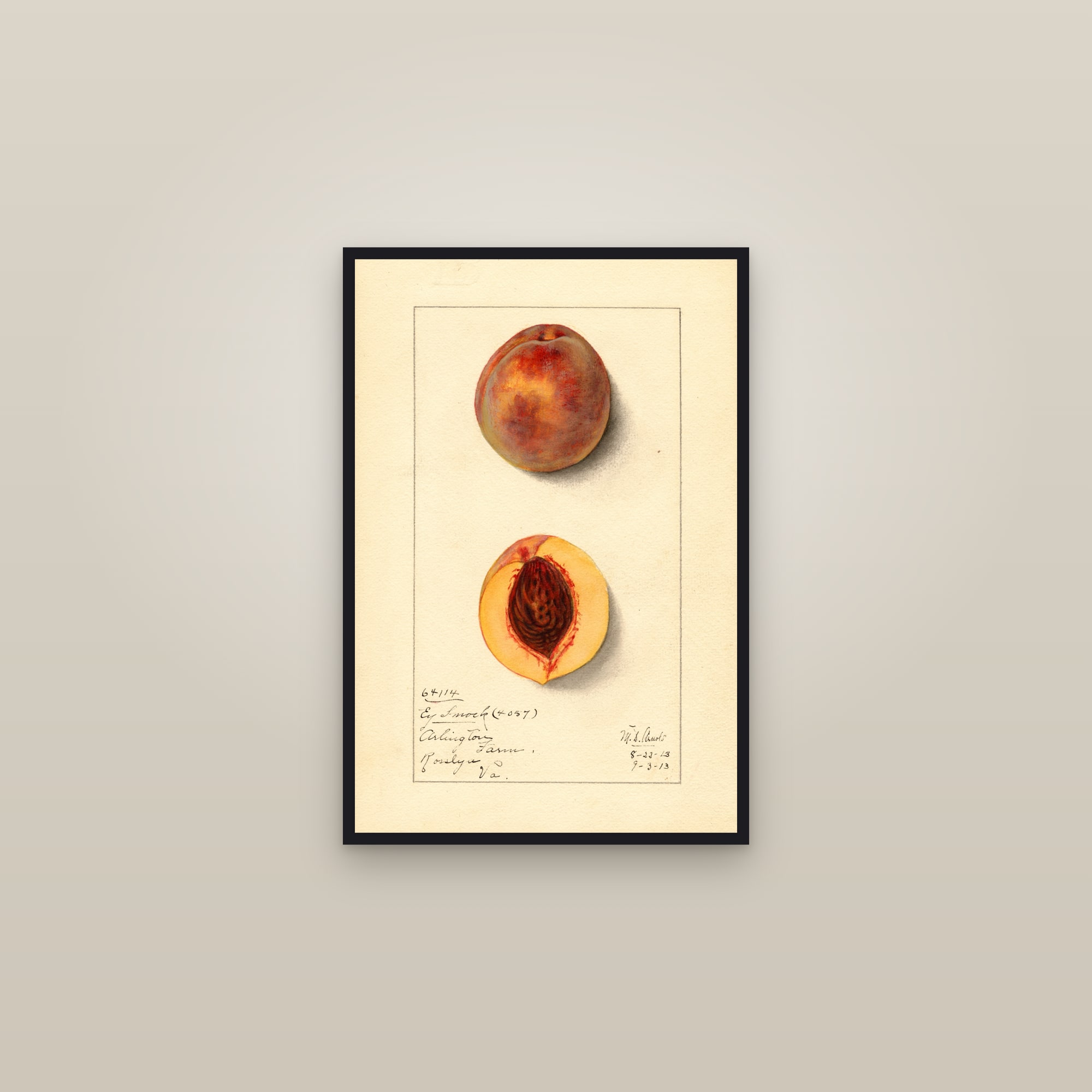 Early Smock Peach — framed in a gallery setting