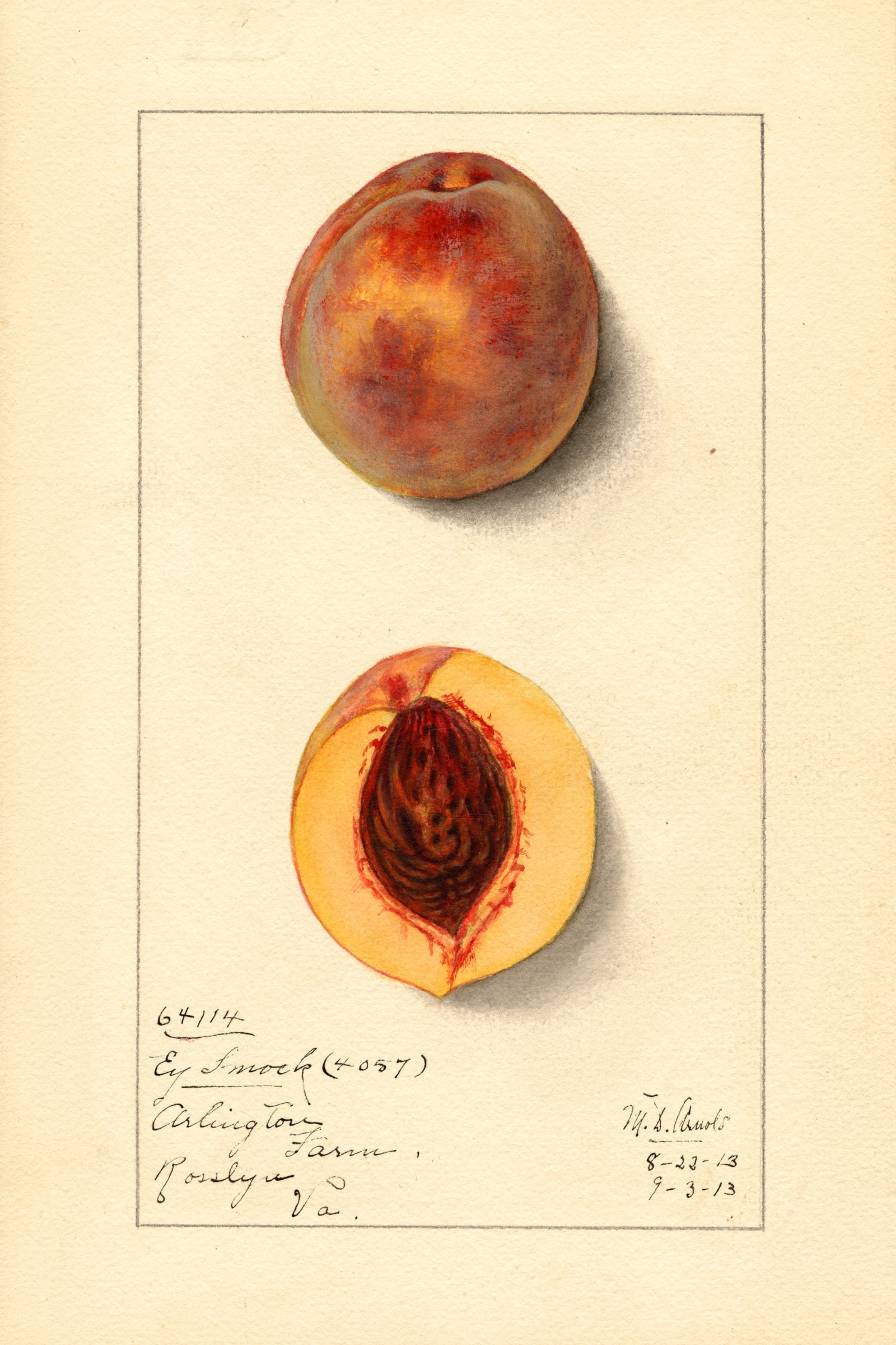 Early Smock Peach