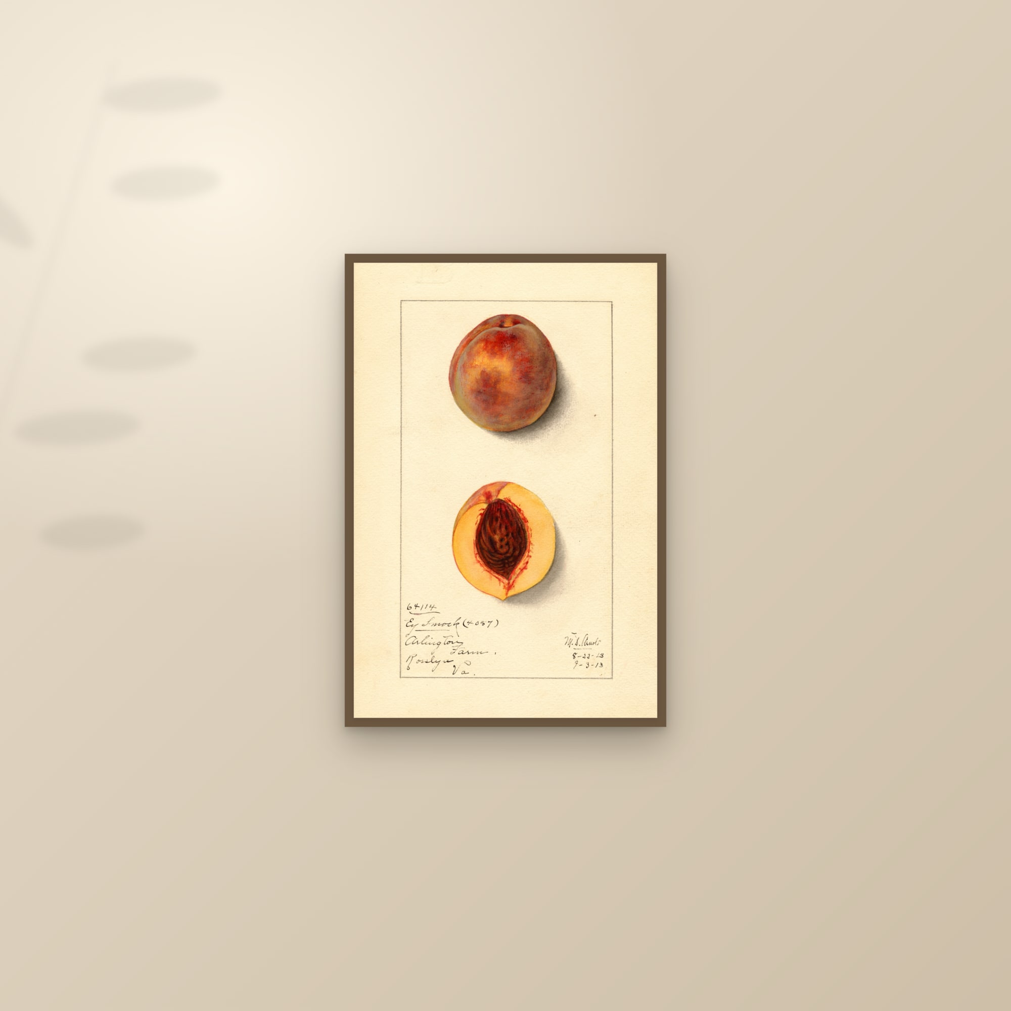 Early Smock Peach — framed and styled on a sunlit wall