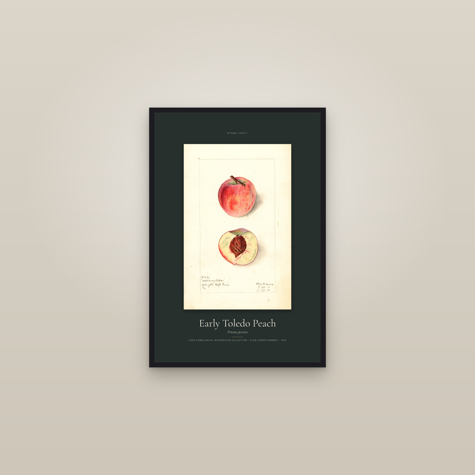 Early Toledo Peach — Specimen — framed in a gallery setting