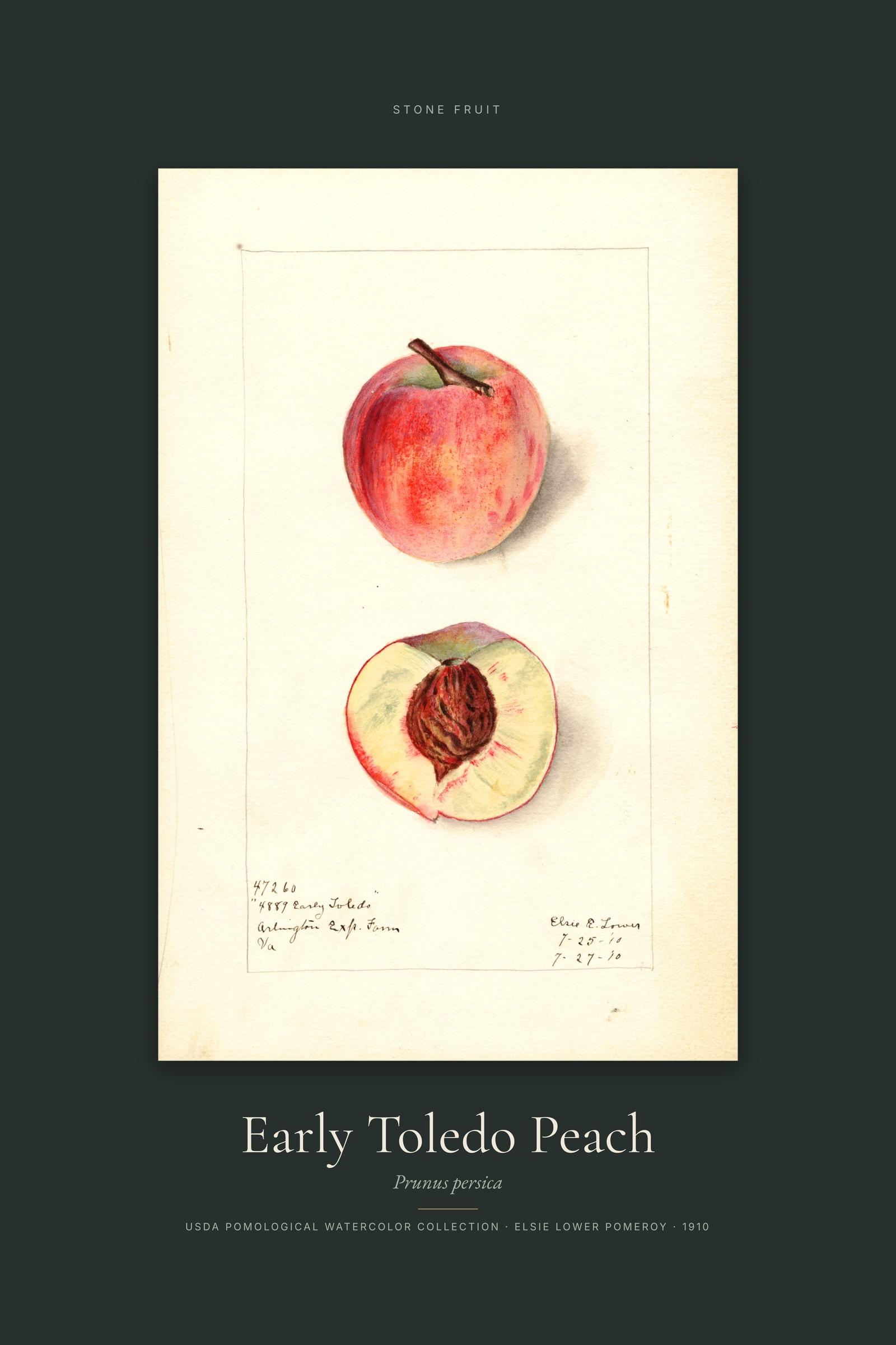 Early Toledo Peach — Specimen