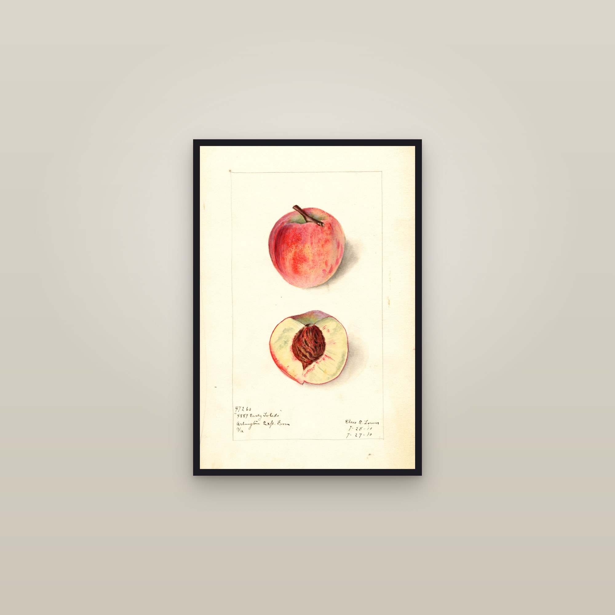 Early Toledo Peach — framed in a gallery setting