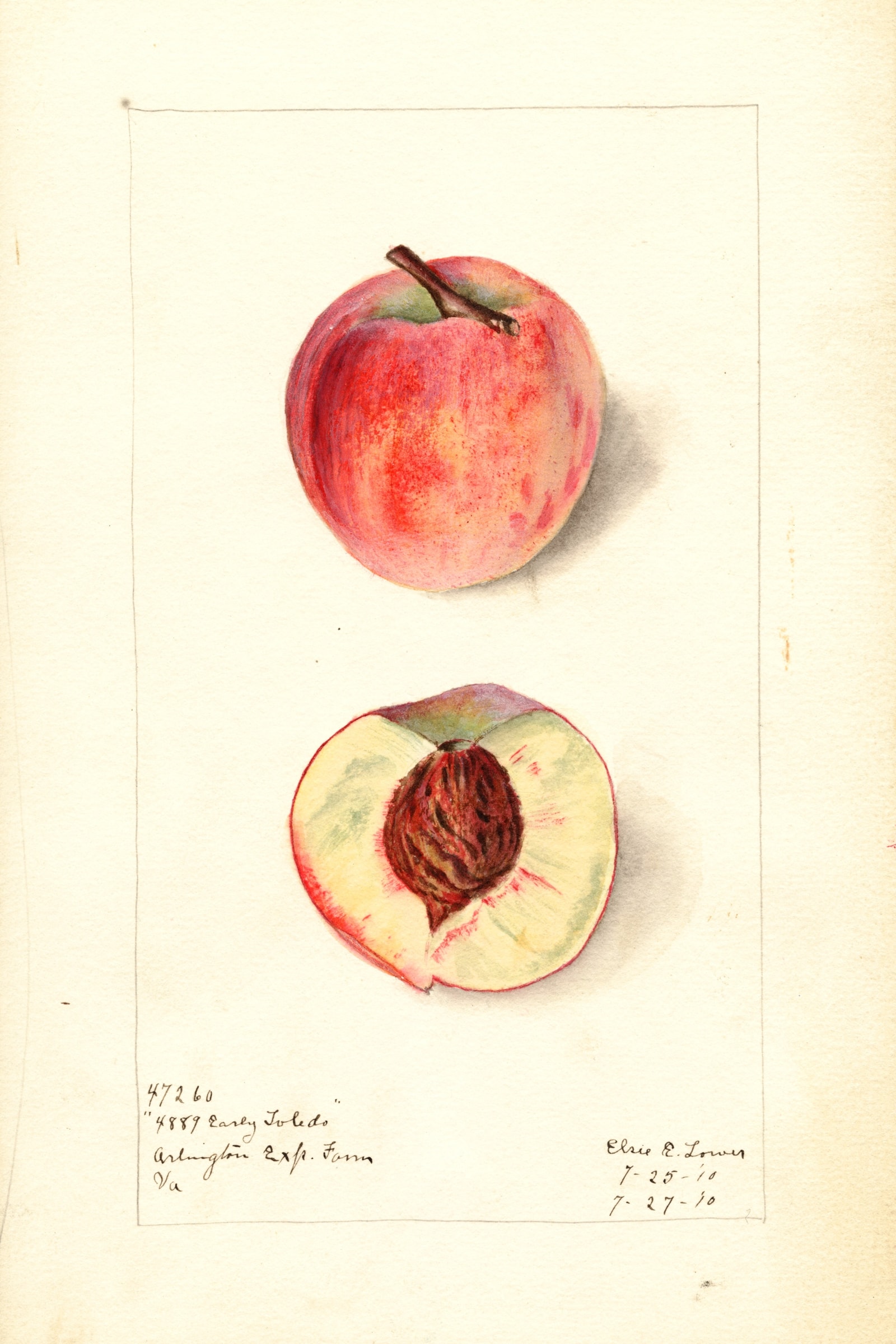 Early Toledo Peach