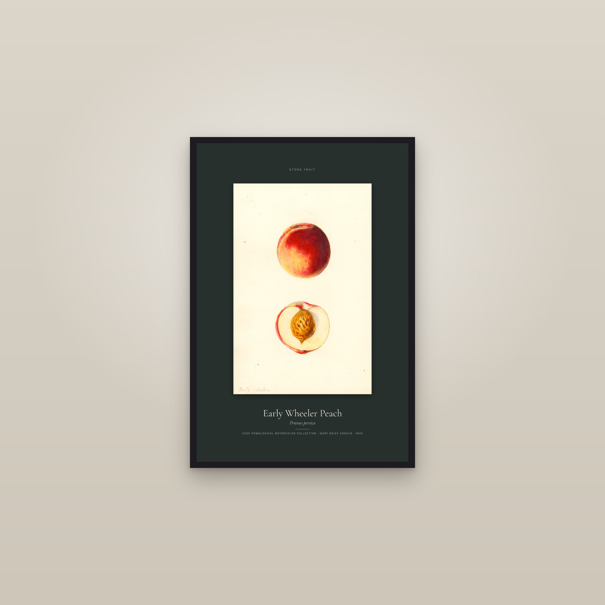 Early Wheeler Peach — Specimen — framed in a gallery setting