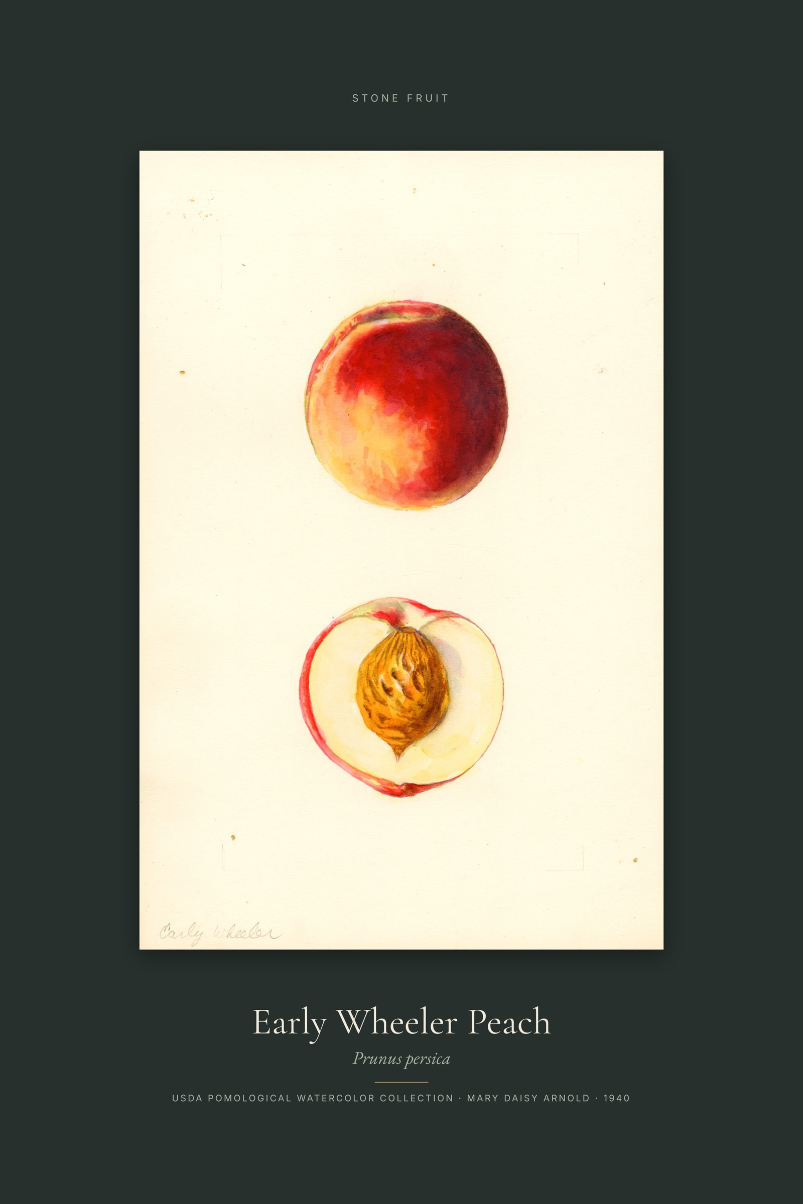 Early Wheeler Peach — Specimen