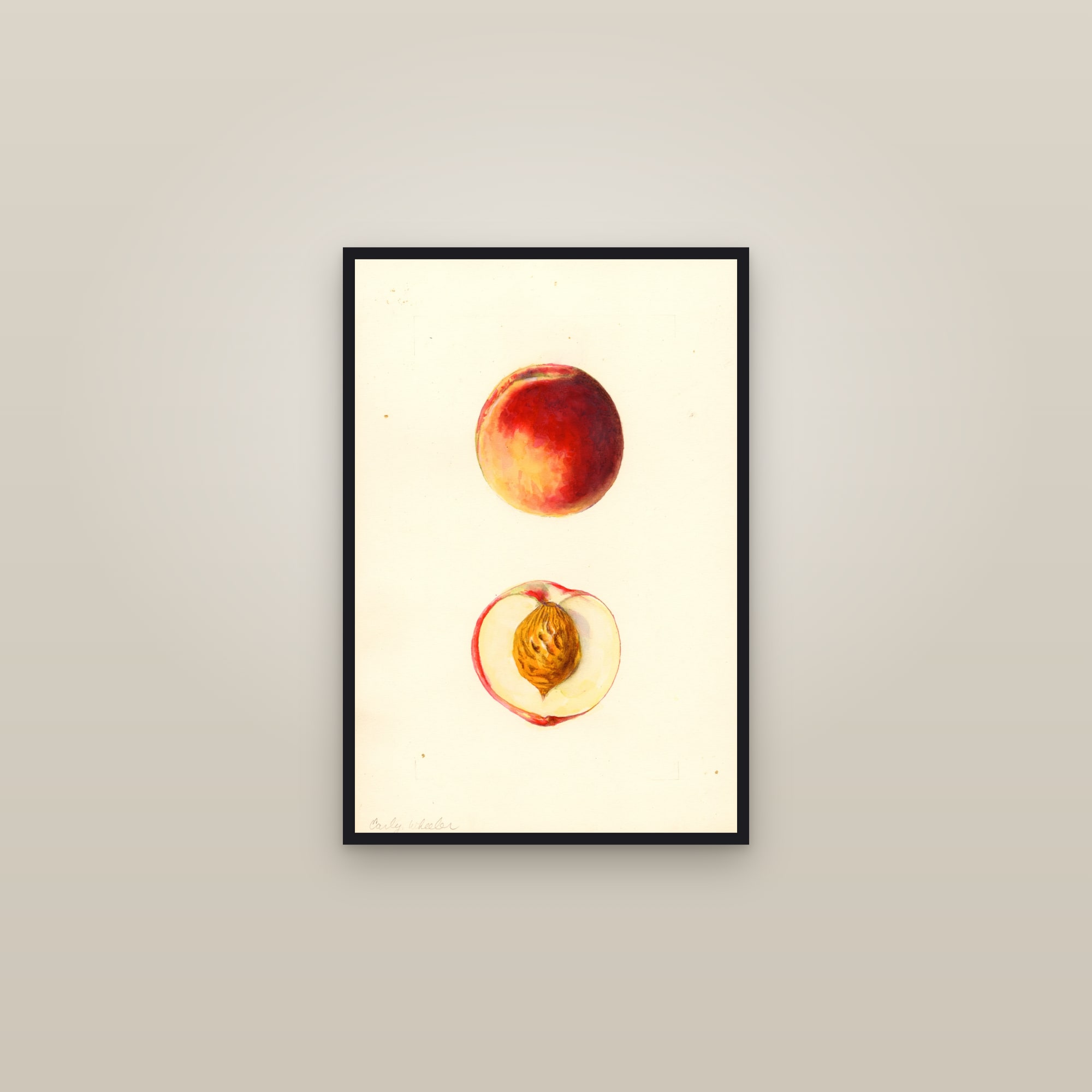 Early Wheeler Peach — framed in a gallery setting