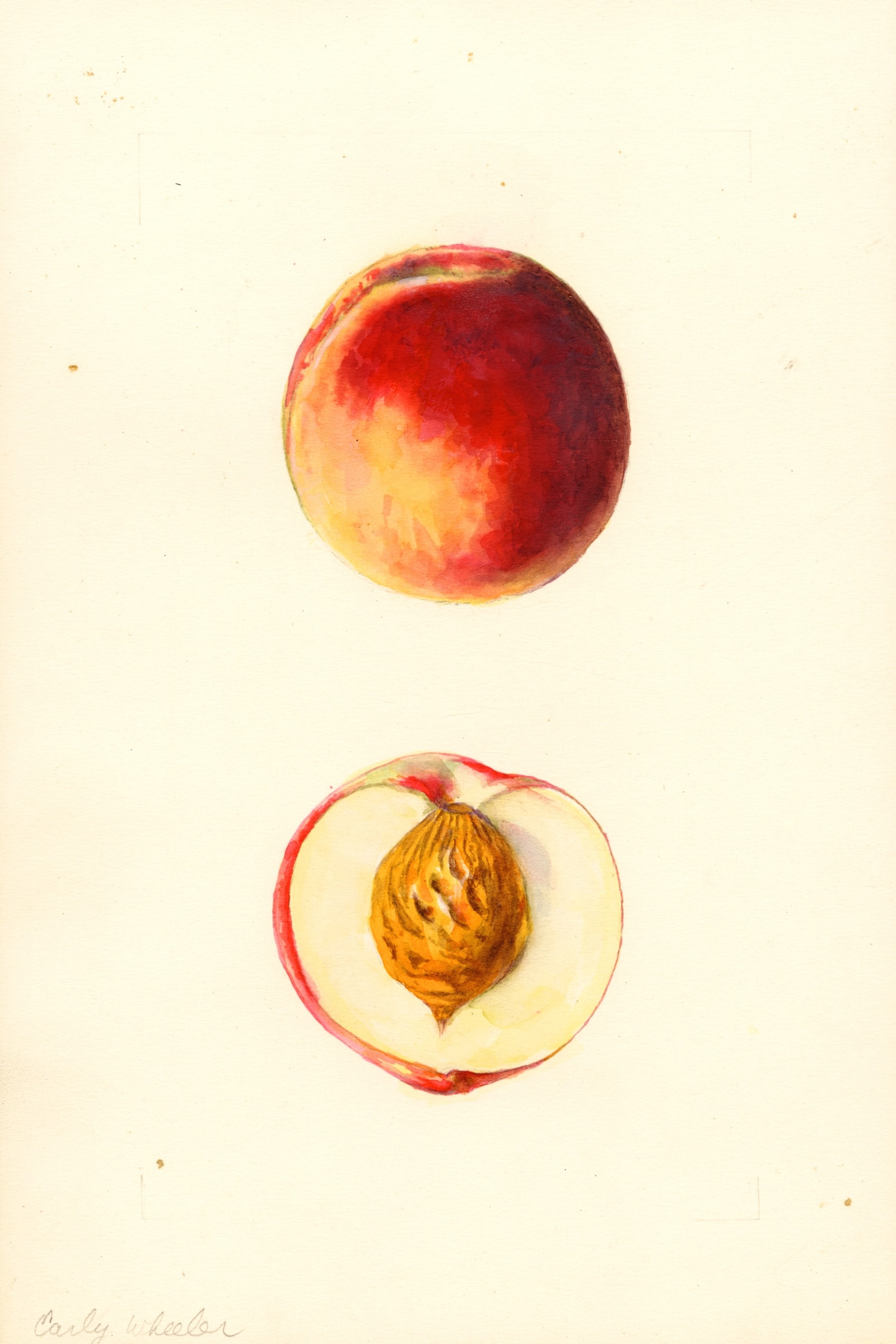 Early Wheeler Peach