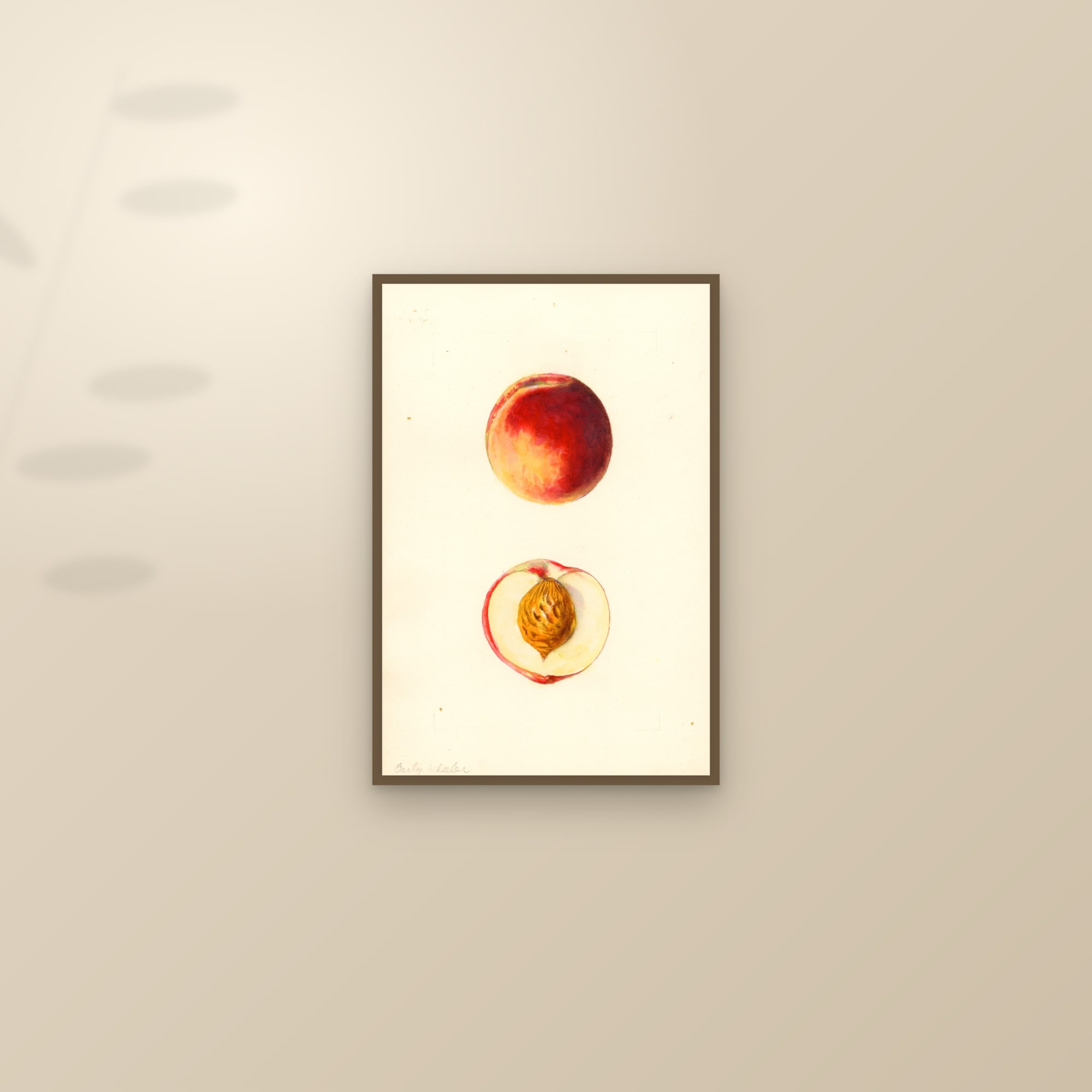 Early Wheeler Peach — framed and styled on a sunlit wall