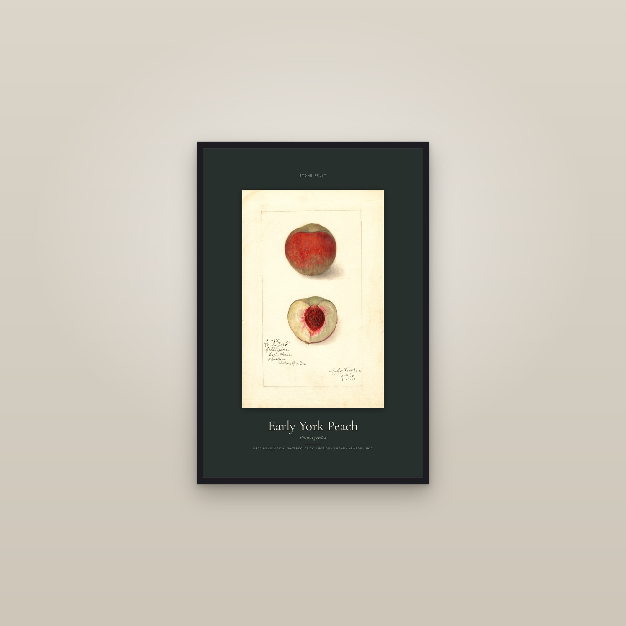 Early York Peach — Specimen — framed in a gallery setting