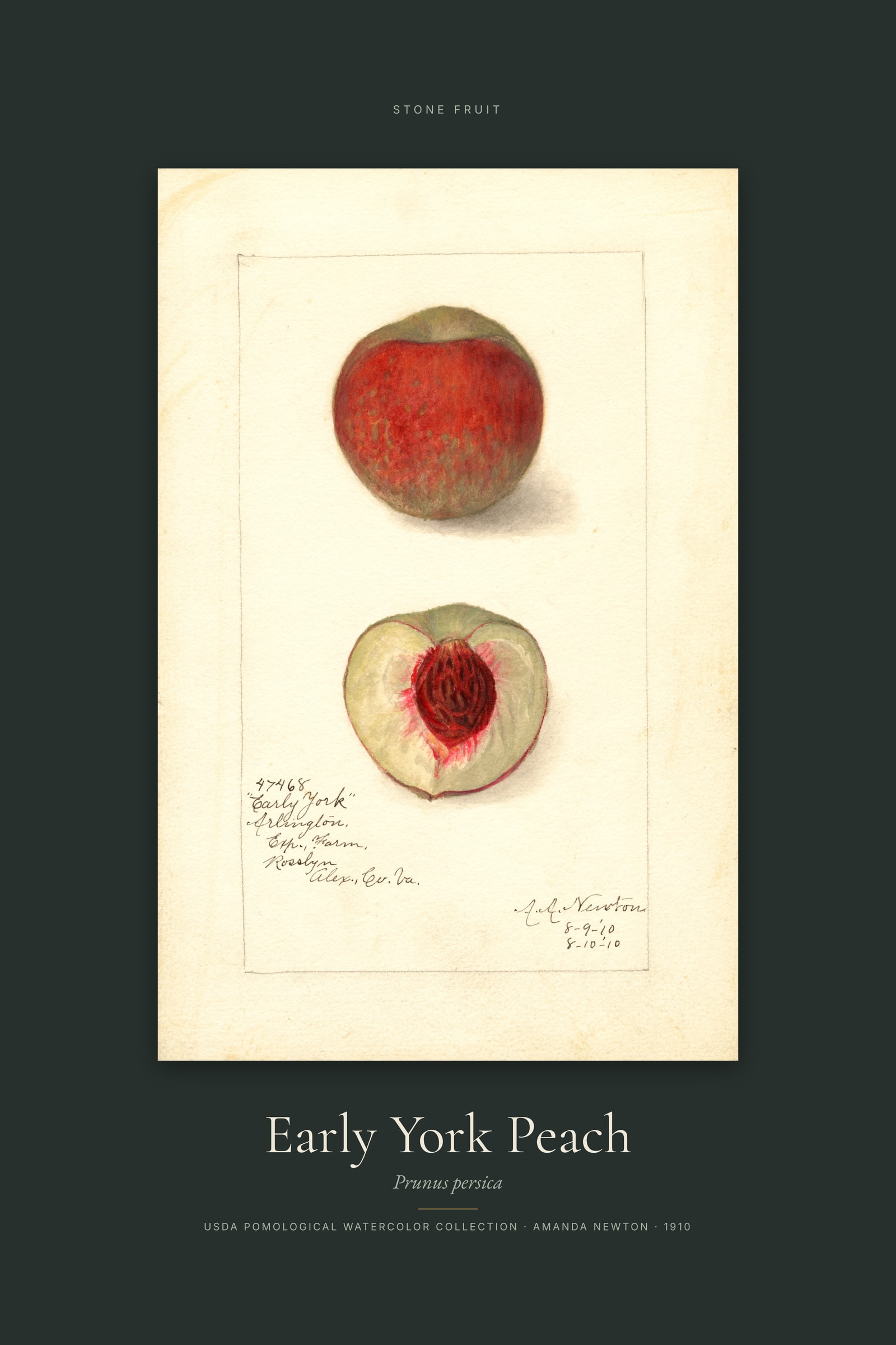 Early York Peach — Specimen