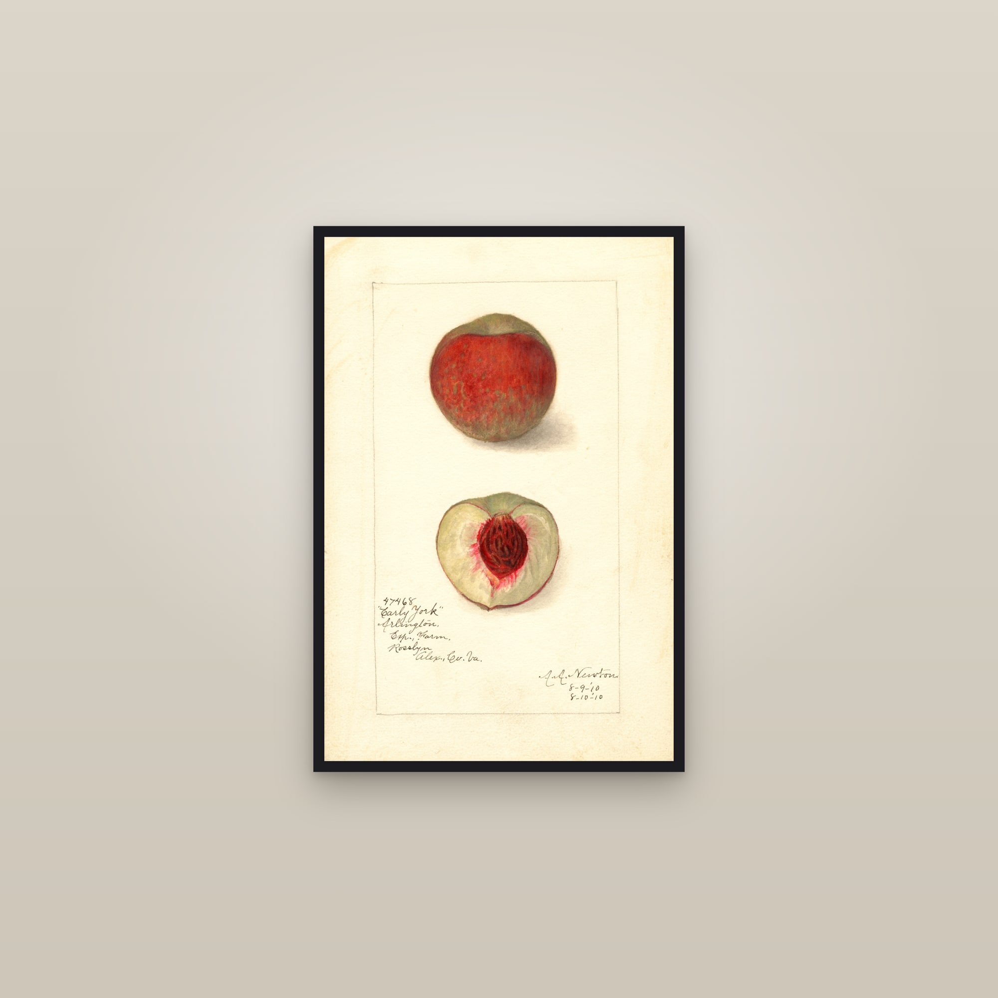 Early York Peach — framed in a gallery setting