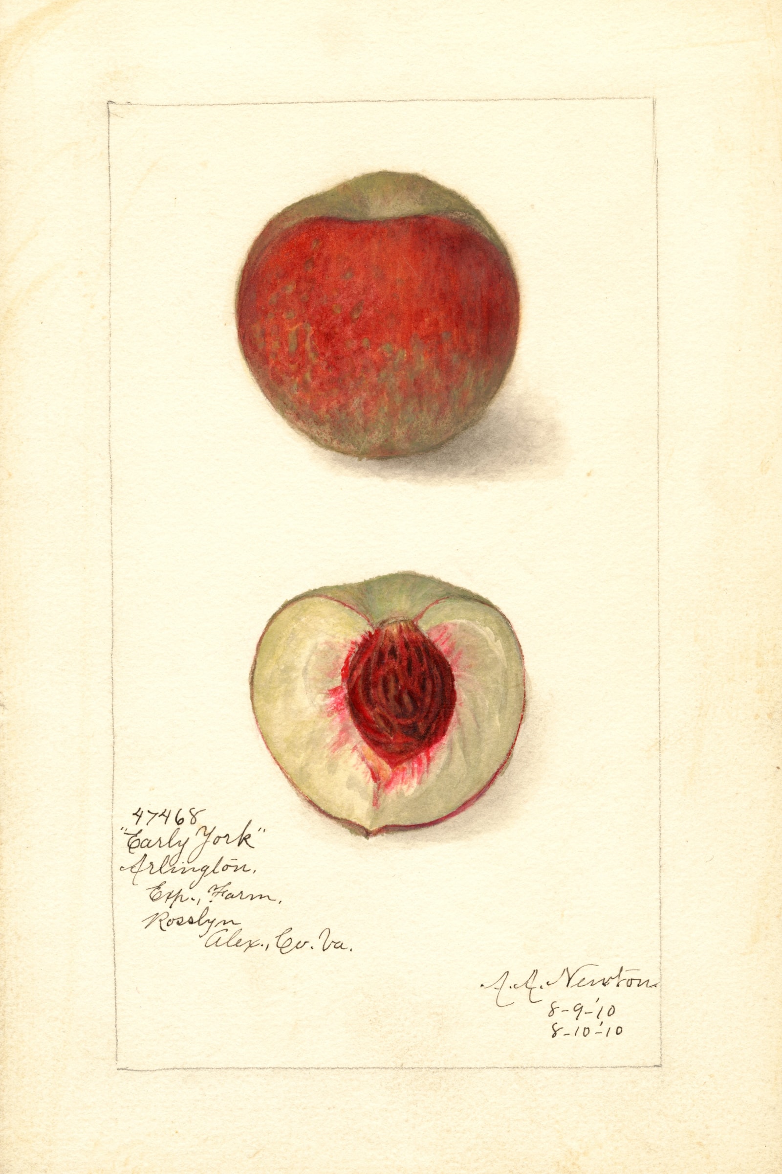 Early York Peach