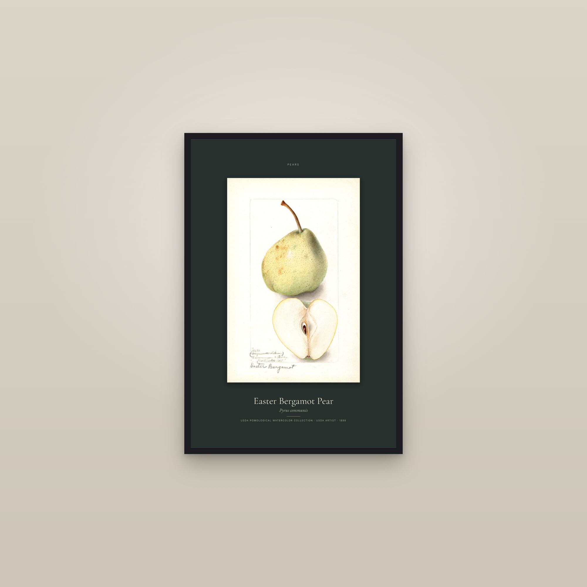 Easter Bergamot Pear — Specimen — framed in a gallery setting