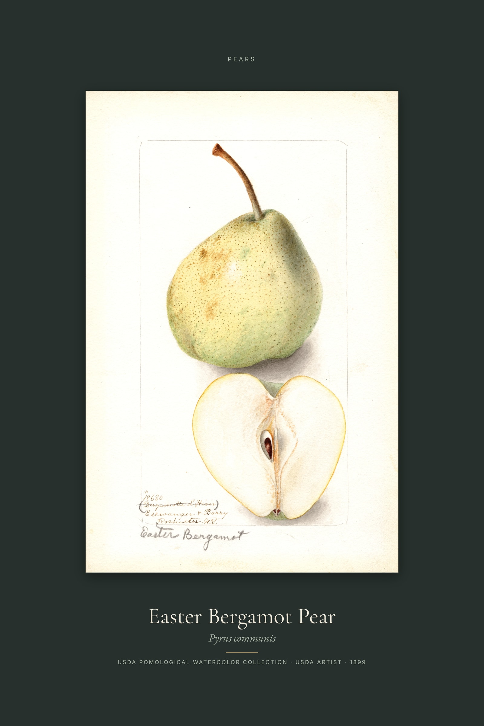 Easter Bergamot Pear — Specimen