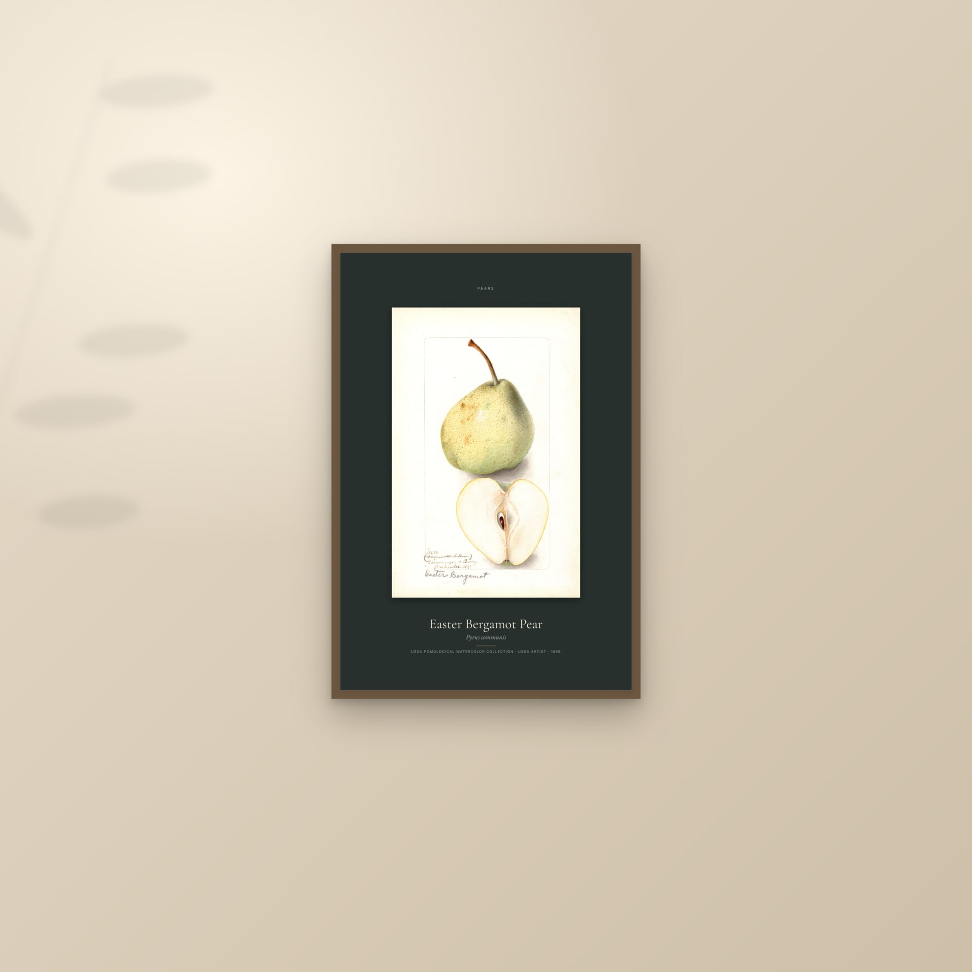 Easter Bergamot Pear — Specimen — framed and styled on a sunlit wall