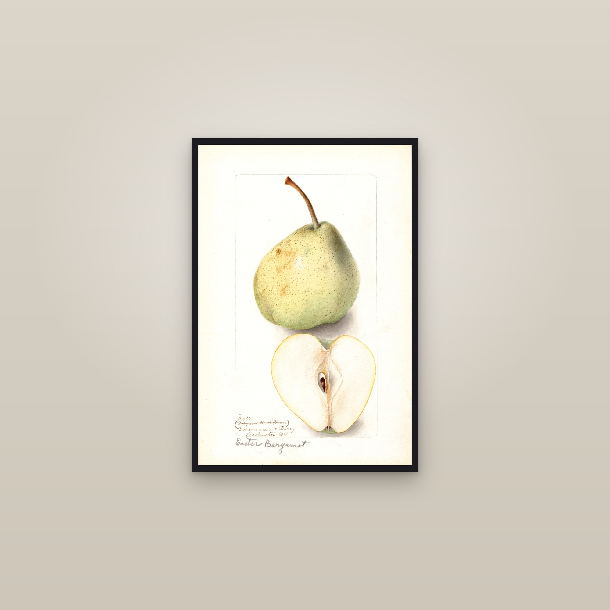 Easter Bergamot Pear — framed in a gallery setting