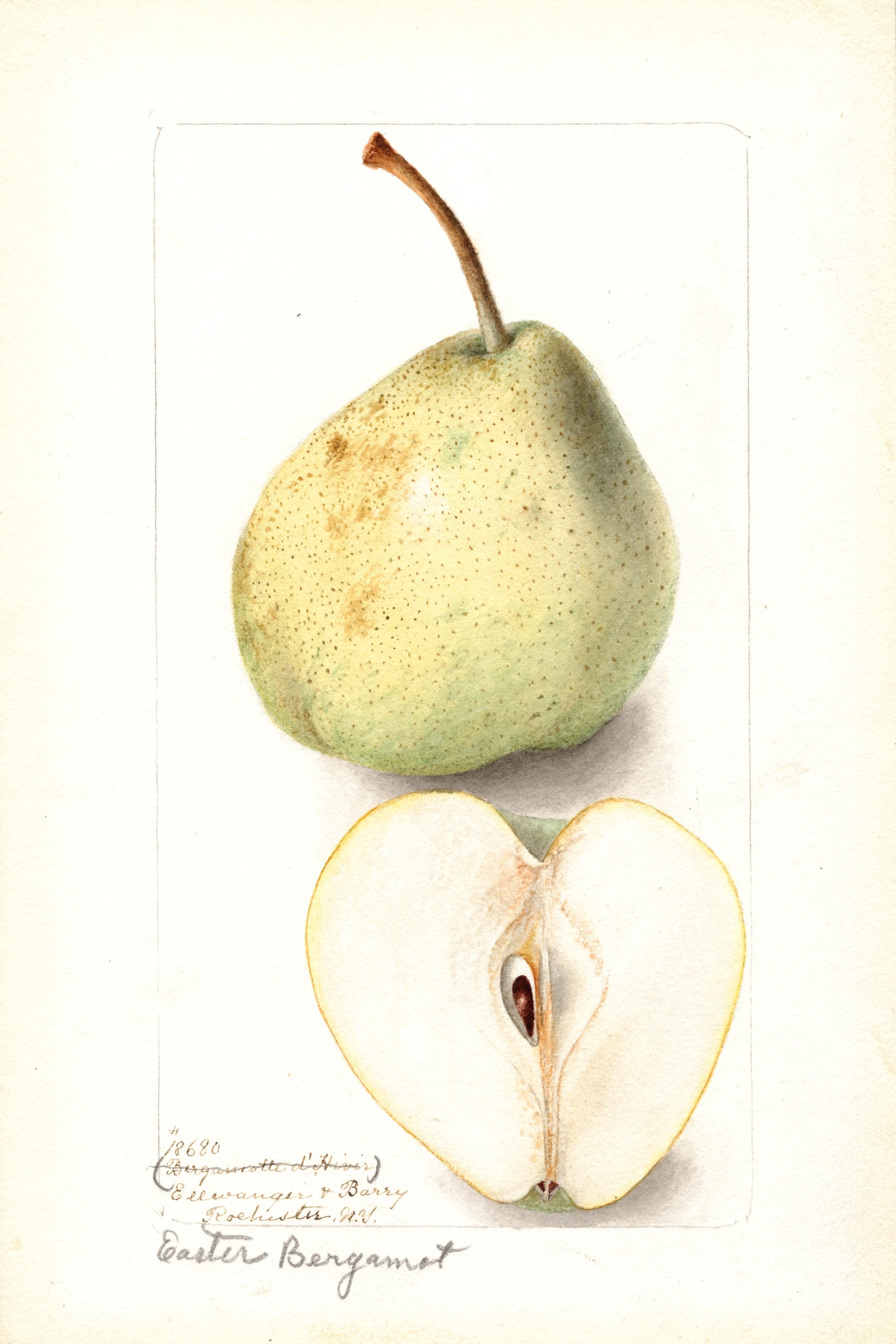 Easter Bergamot Pear