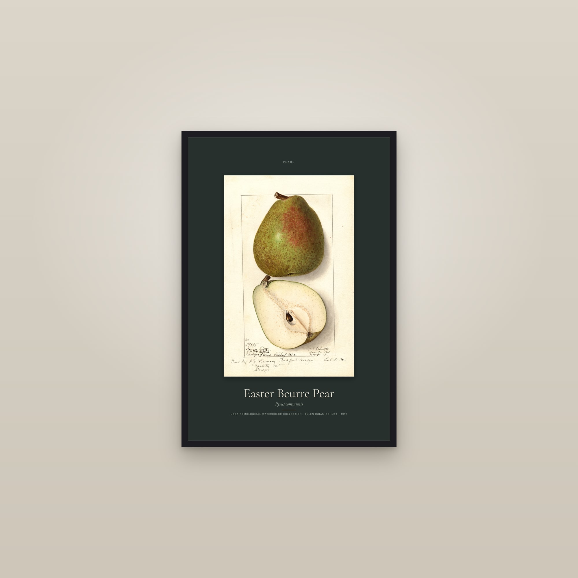 Easter Beurre Pear — Specimen — framed in a gallery setting