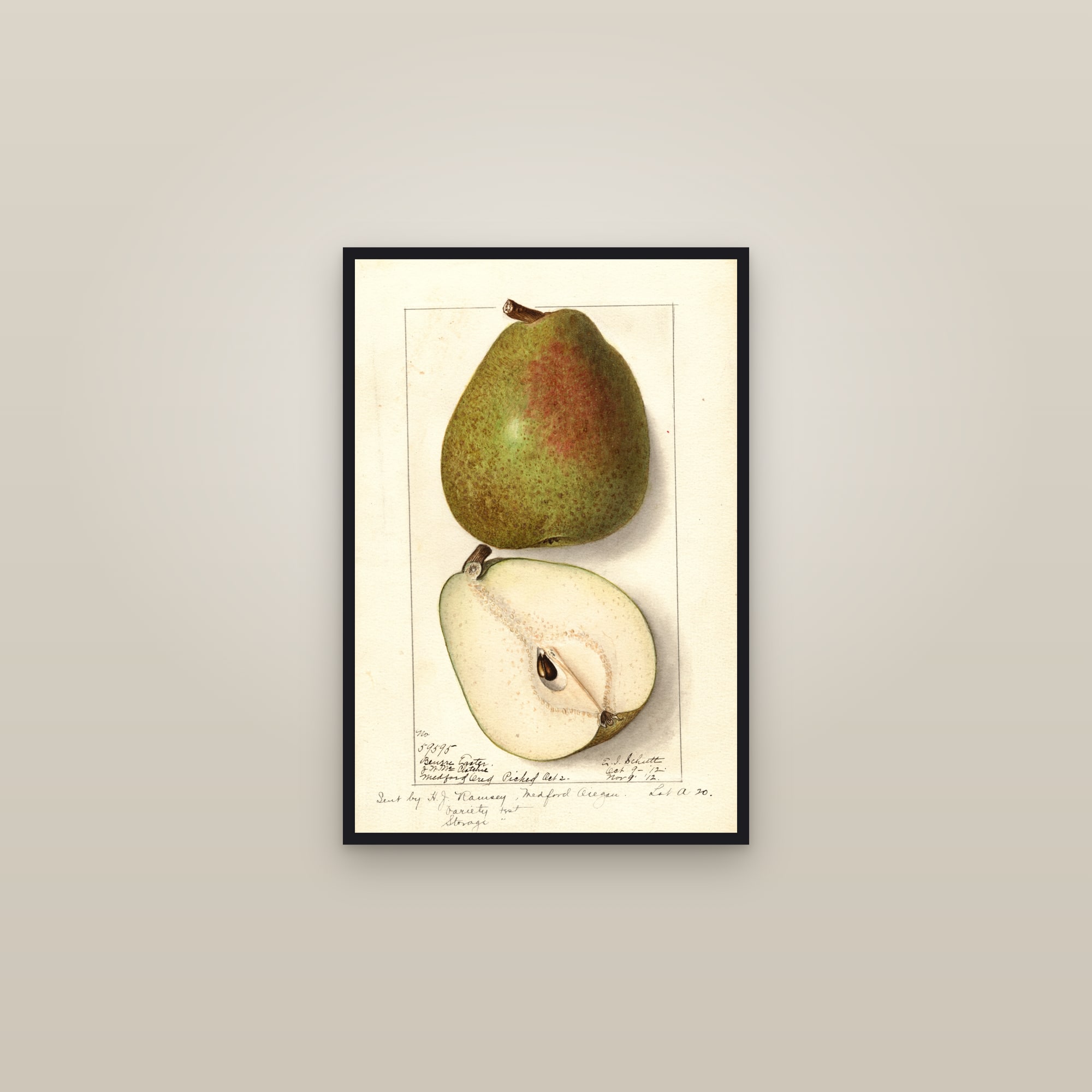 Easter Beurre Pear — framed in a gallery setting