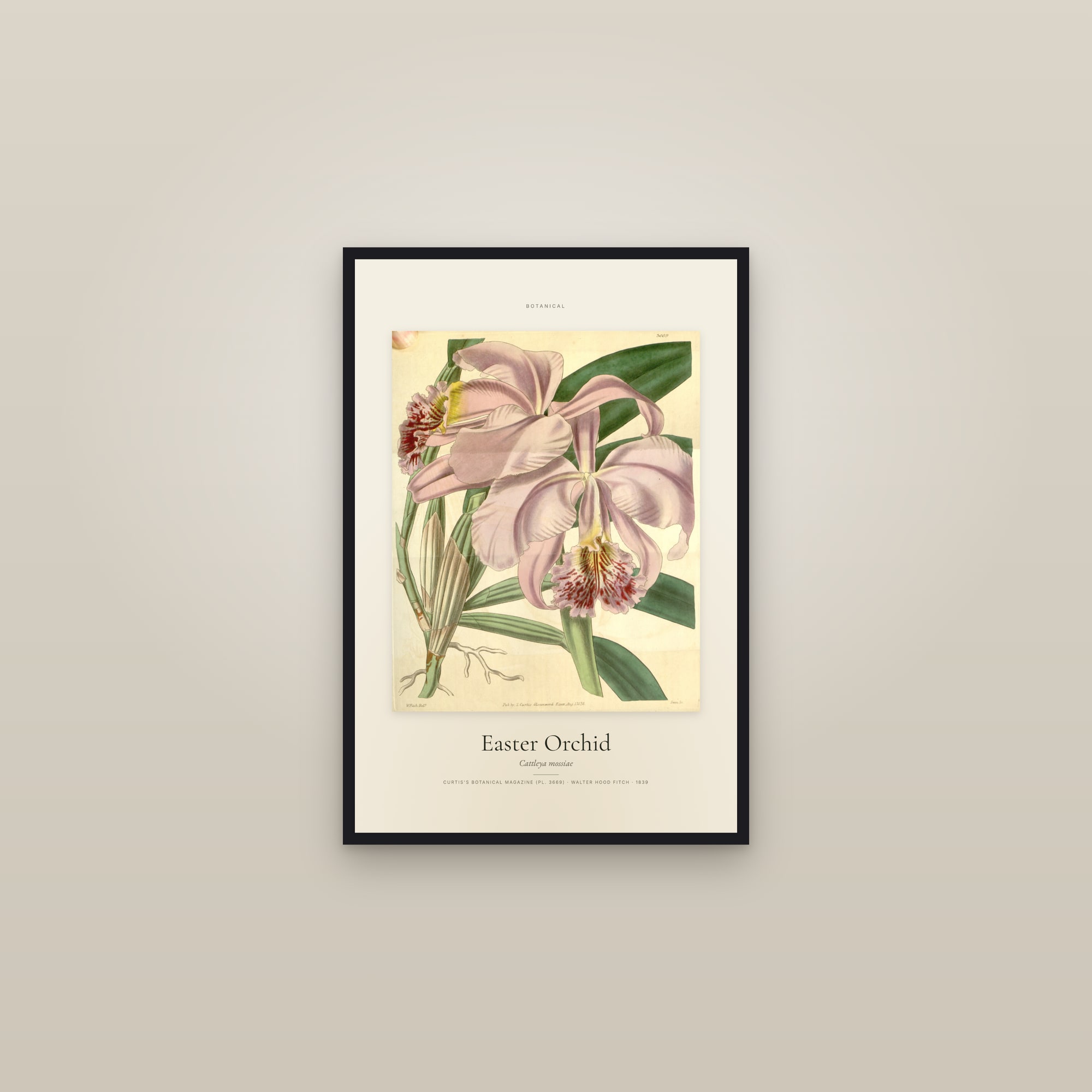 Easter Orchid — Specimen — framed in a gallery setting