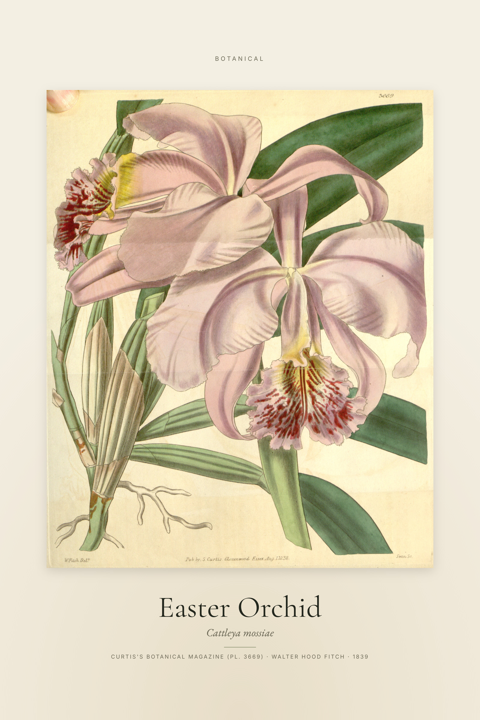 Easter Orchid — Specimen