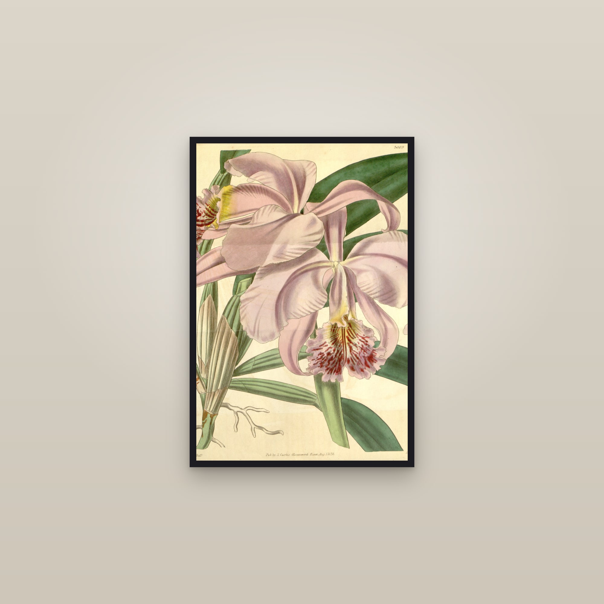 Easter Orchid — framed in a gallery setting