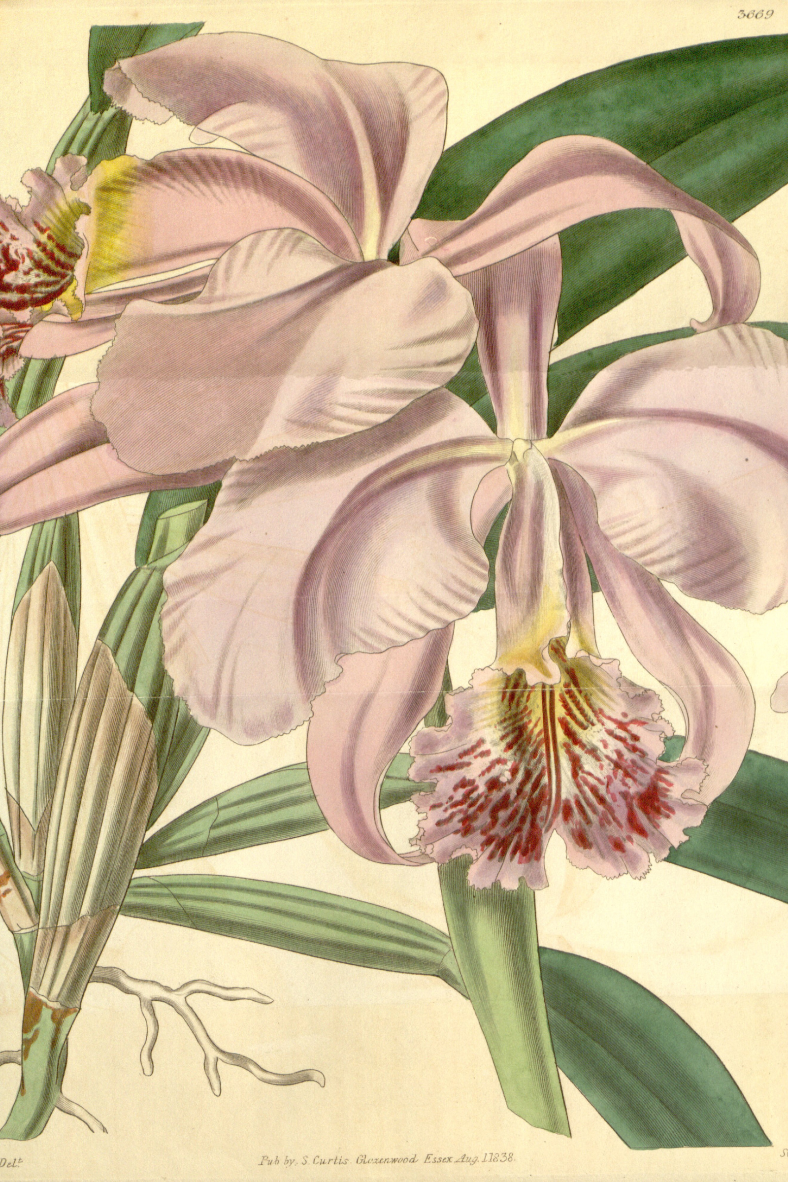 Easter Orchid