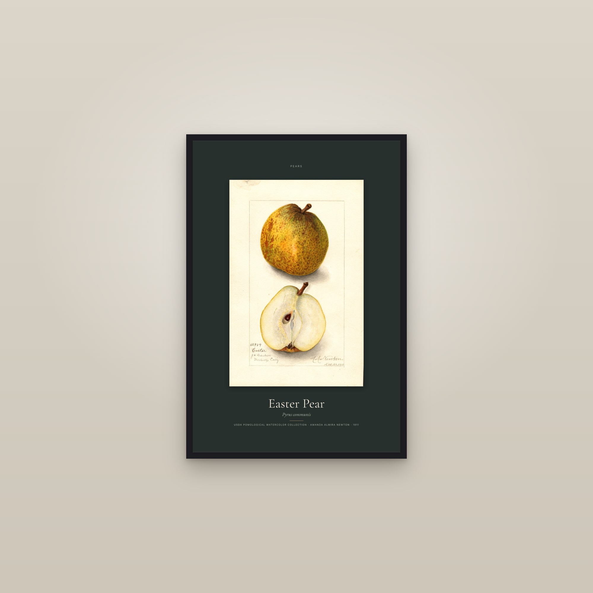 Easter Pear — Specimen — framed in a gallery setting