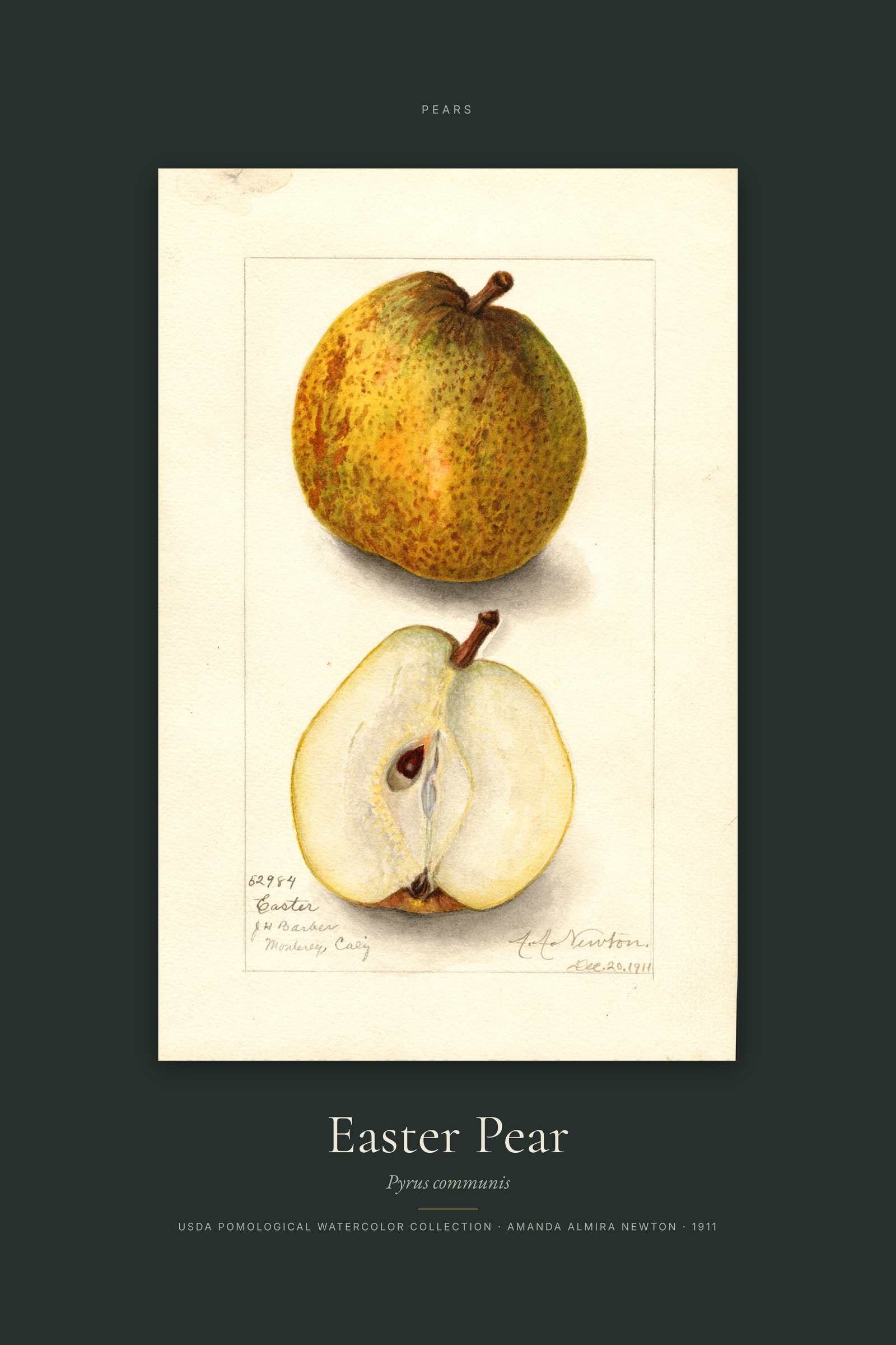 Easter Pear — Specimen