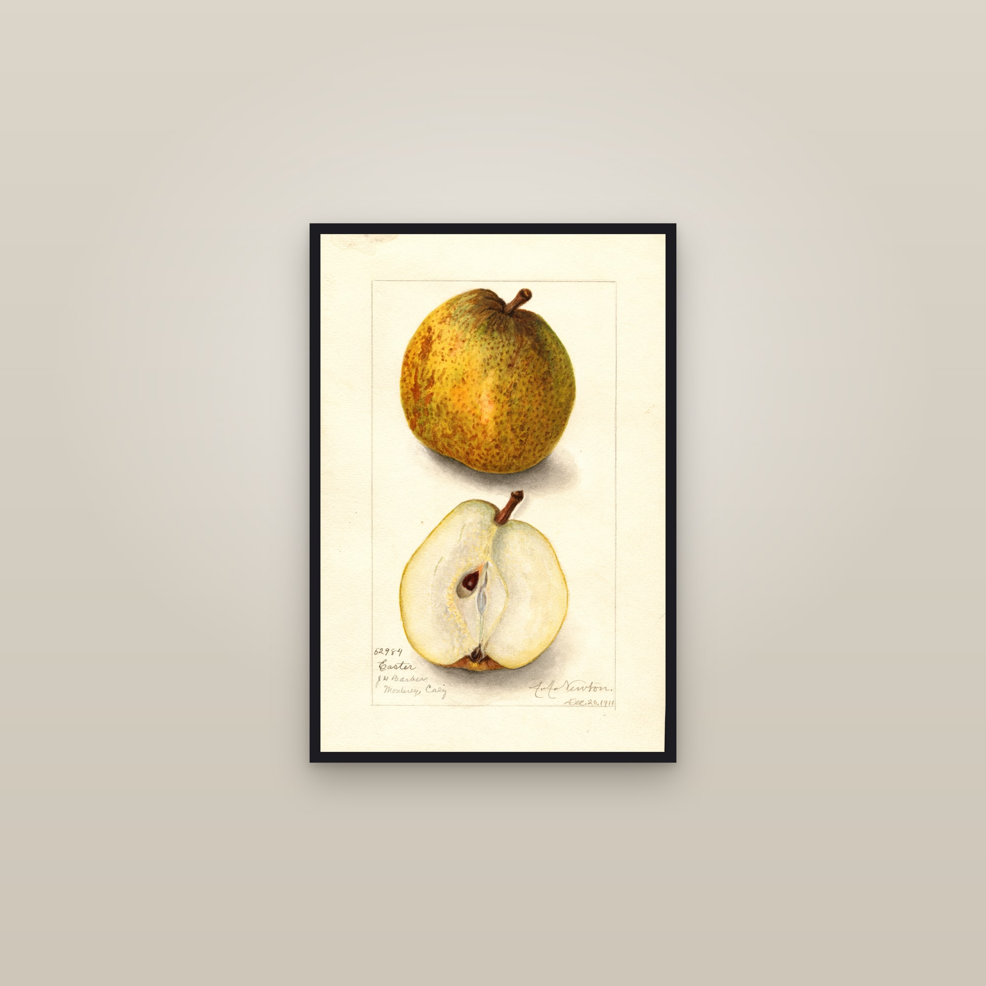 Easter Pear — framed in a gallery setting