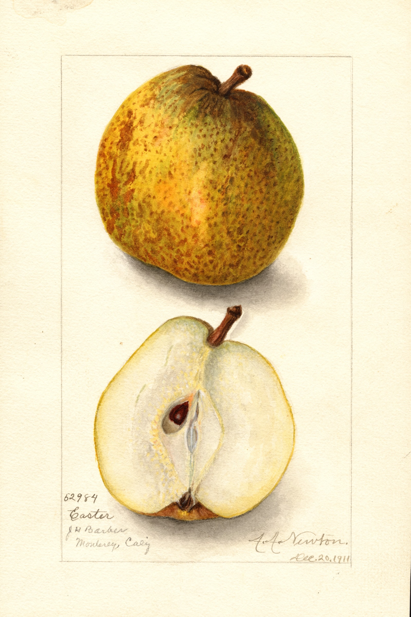 Easter Pear