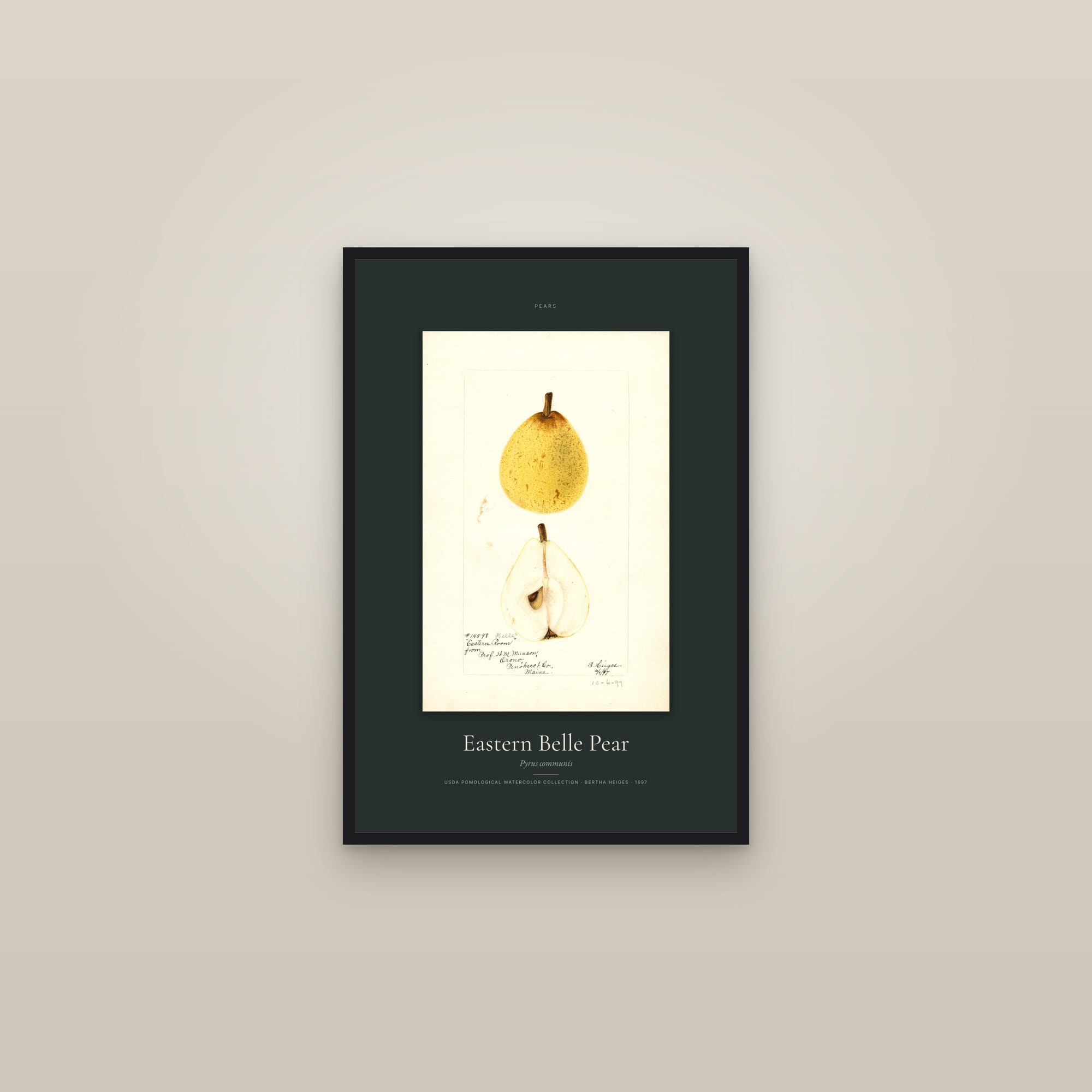 Eastern Belle Pear — Specimen — framed in a gallery setting