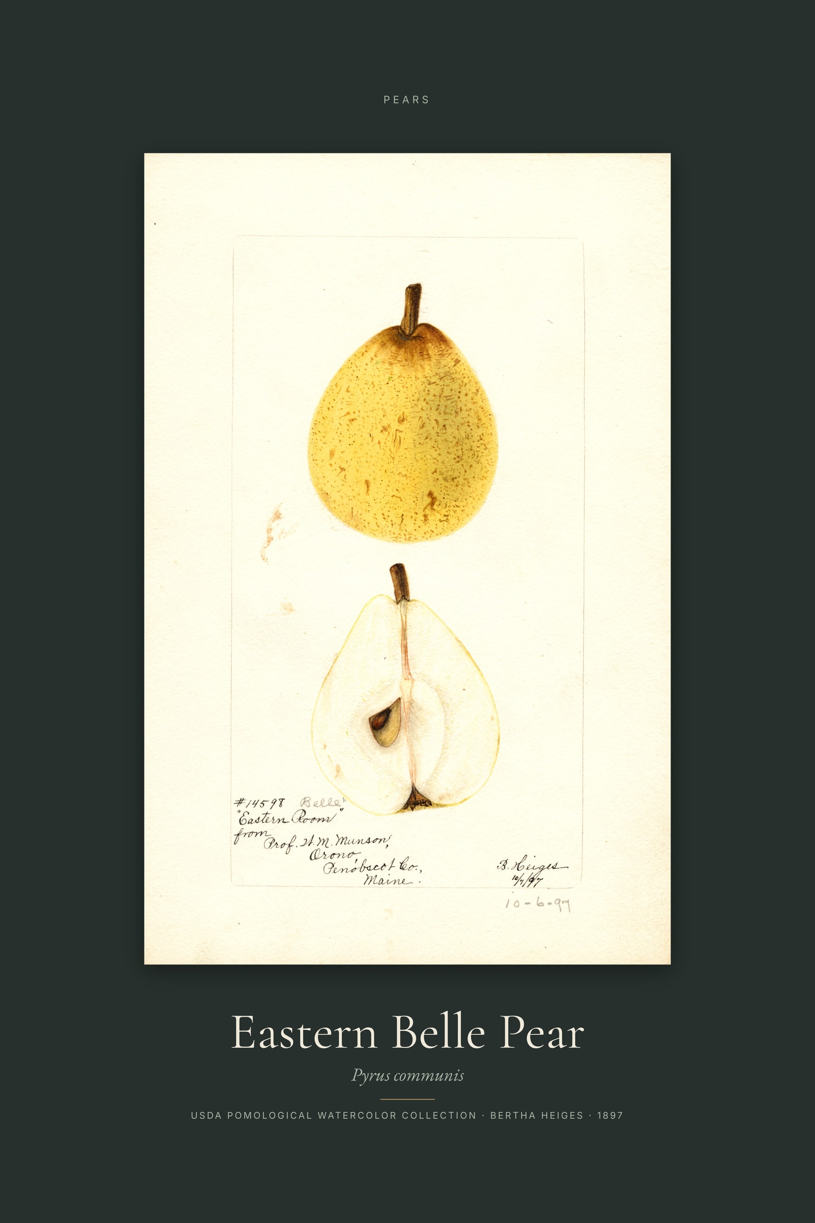Eastern Belle Pear — Specimen