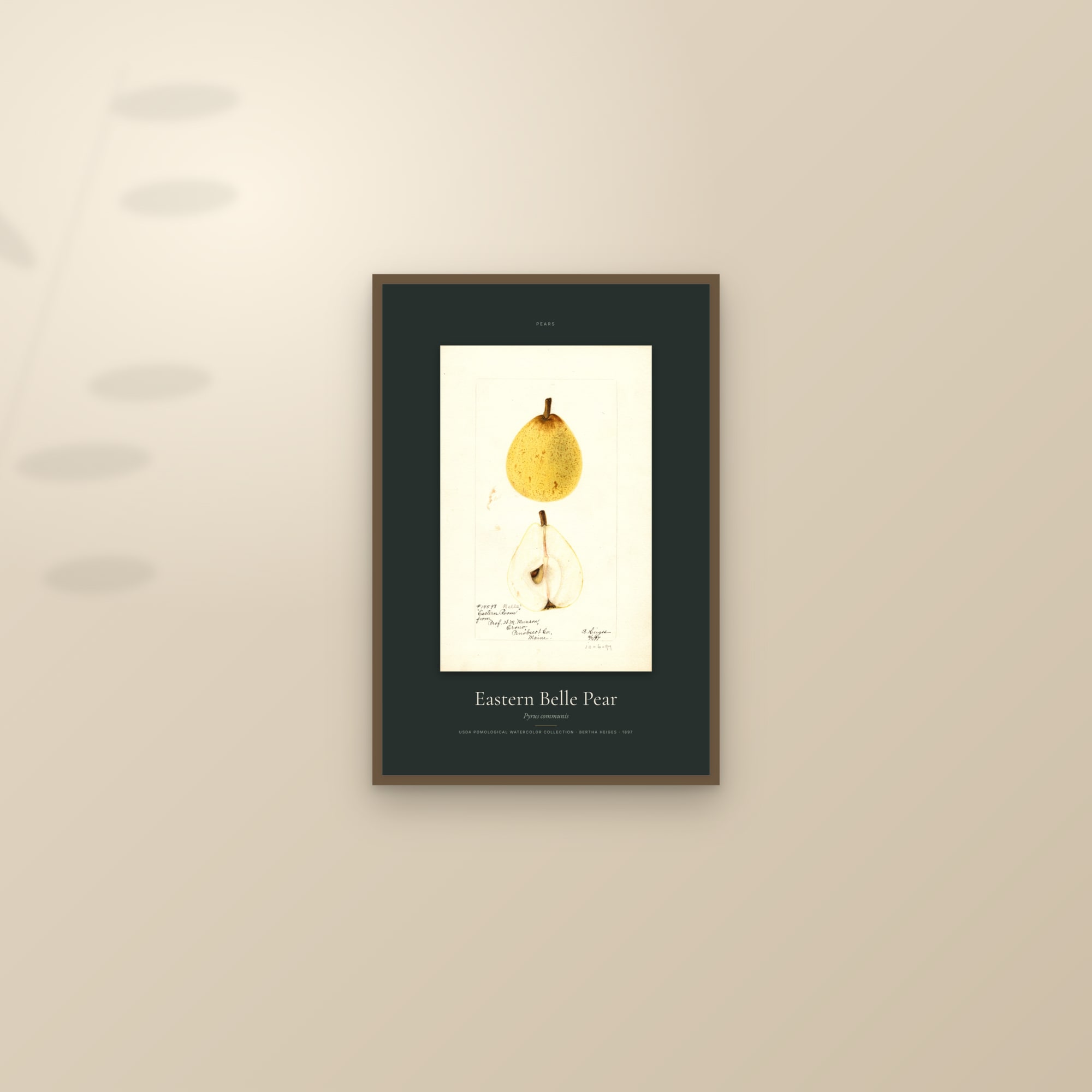 Eastern Belle Pear — Specimen — framed and styled on a sunlit wall