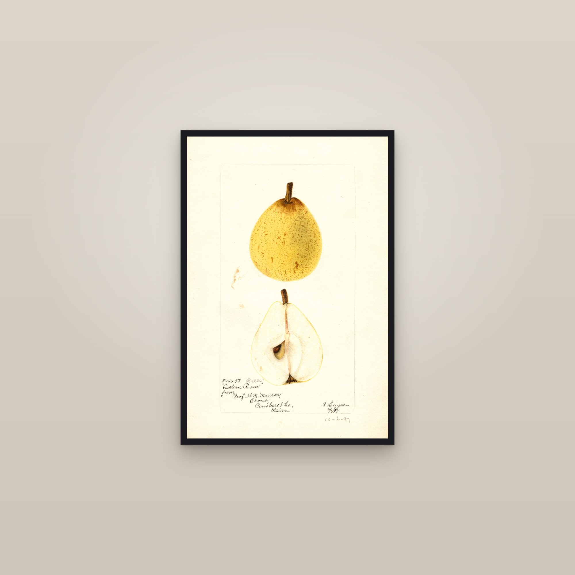 Eastern Belle Pear — framed in a gallery setting