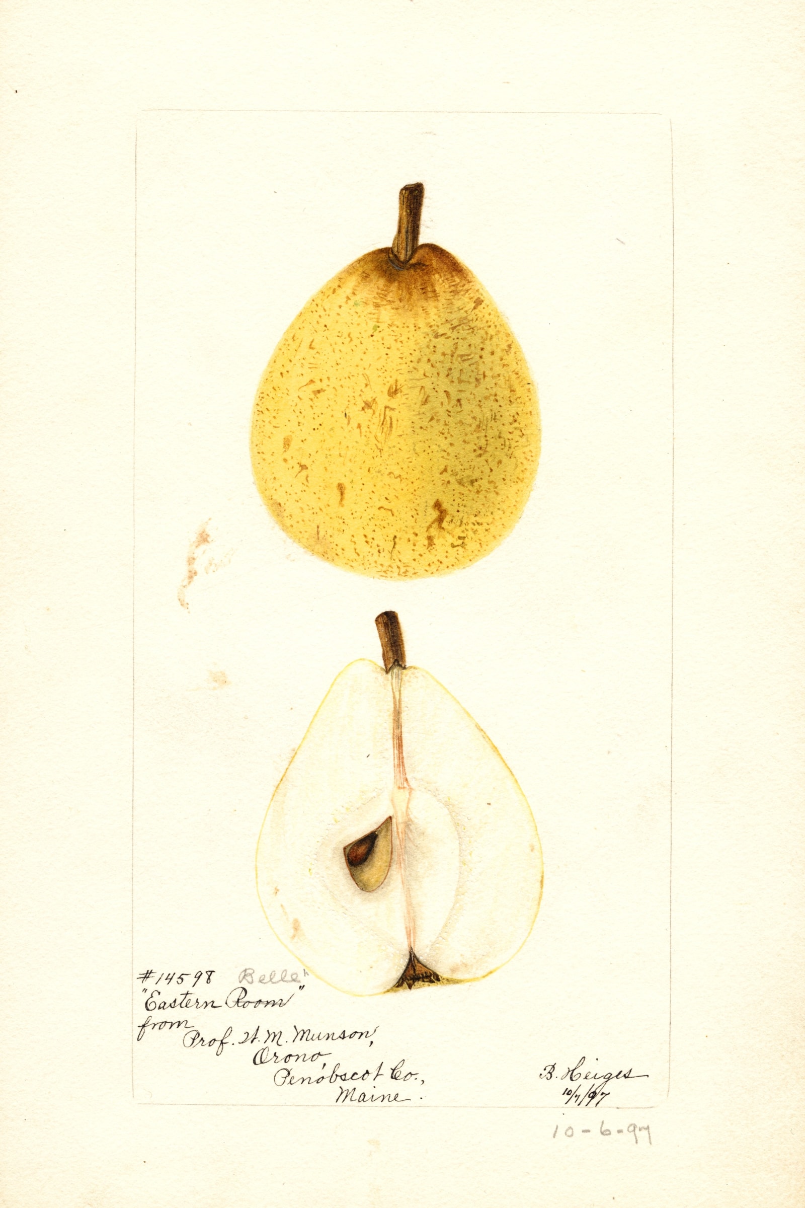 Eastern Belle Pear