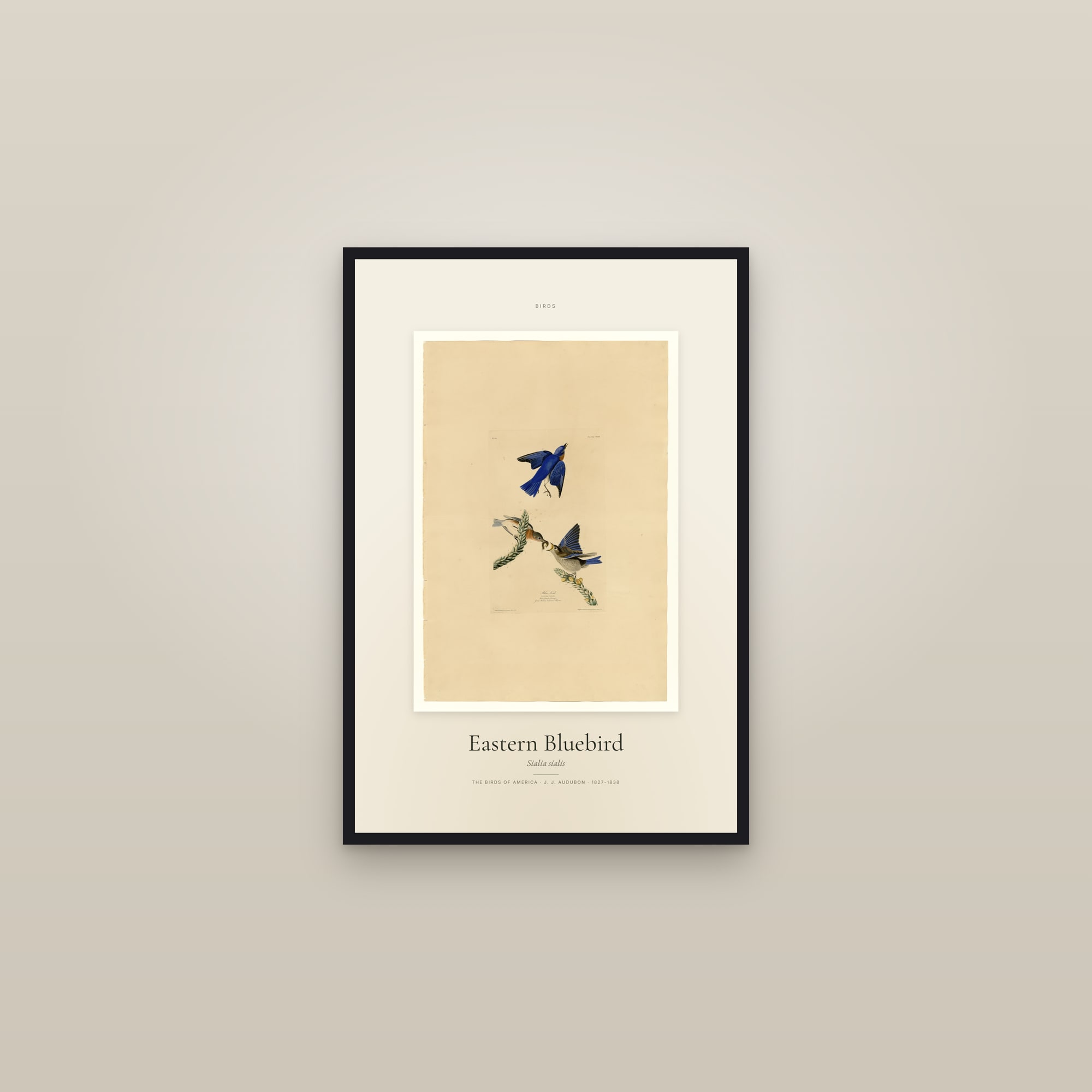 Eastern Bluebird — Specimen — framed in a gallery setting