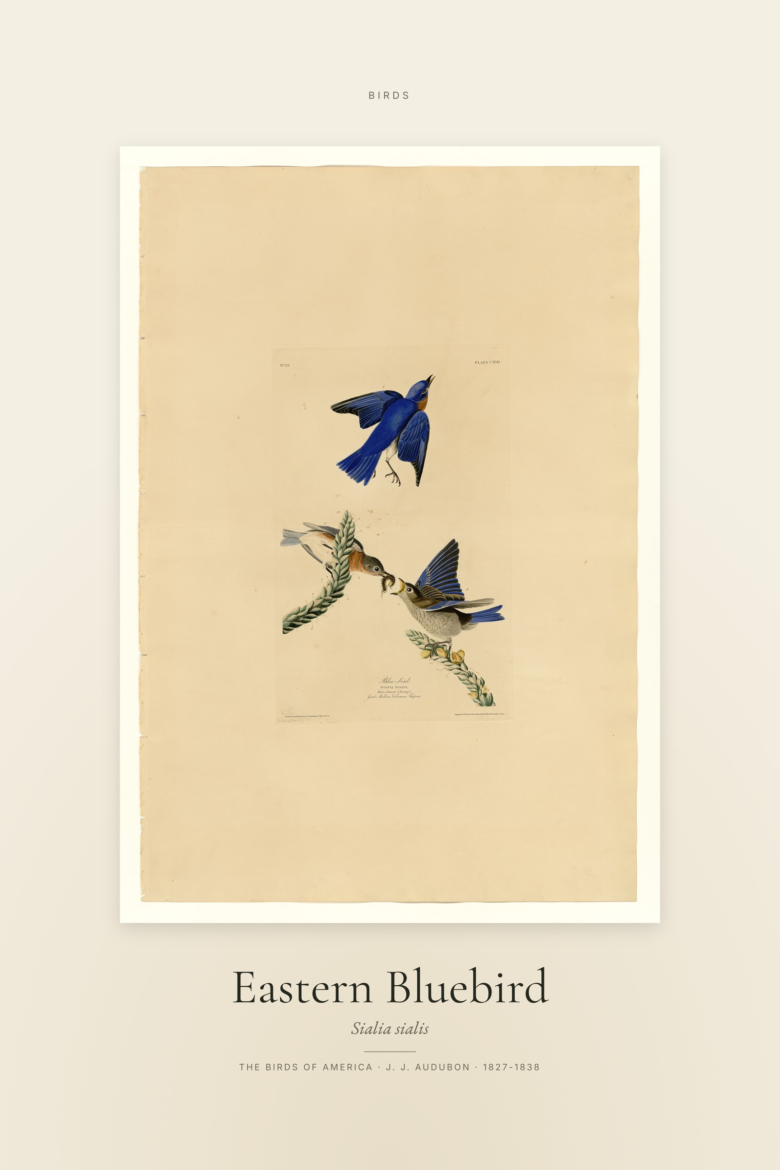 Eastern Bluebird — Specimen