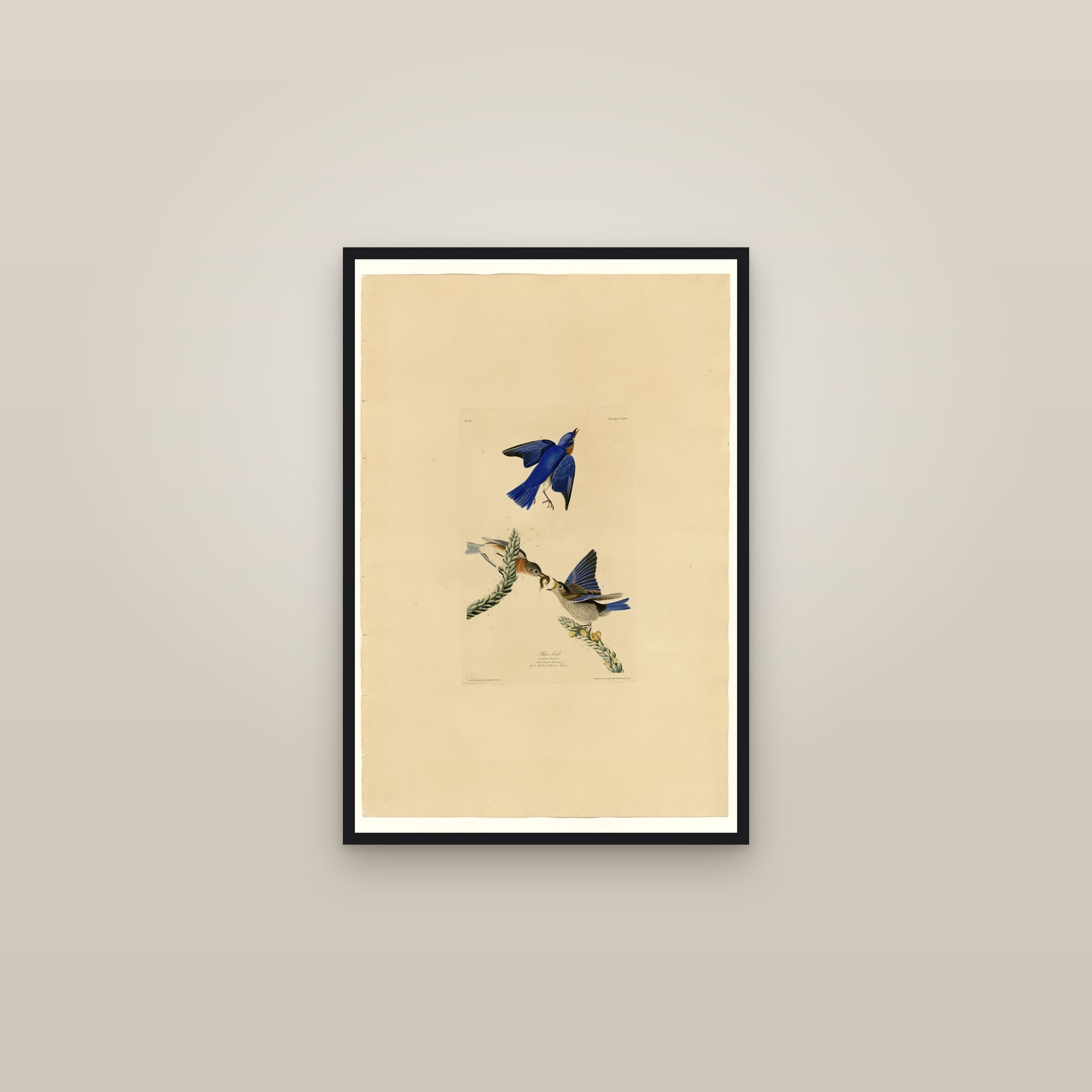 Eastern Bluebird — framed in a gallery setting