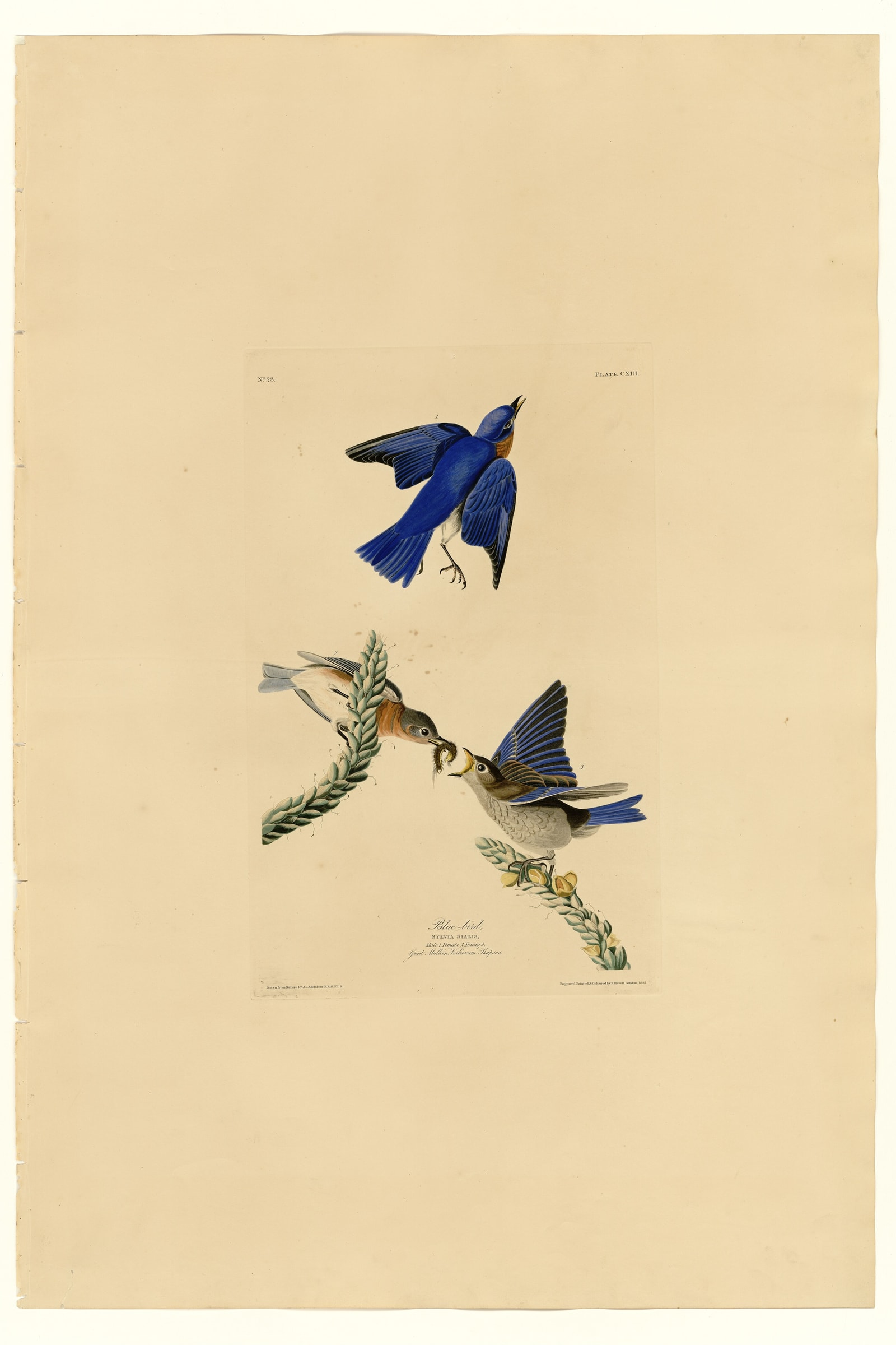 Eastern Bluebird
