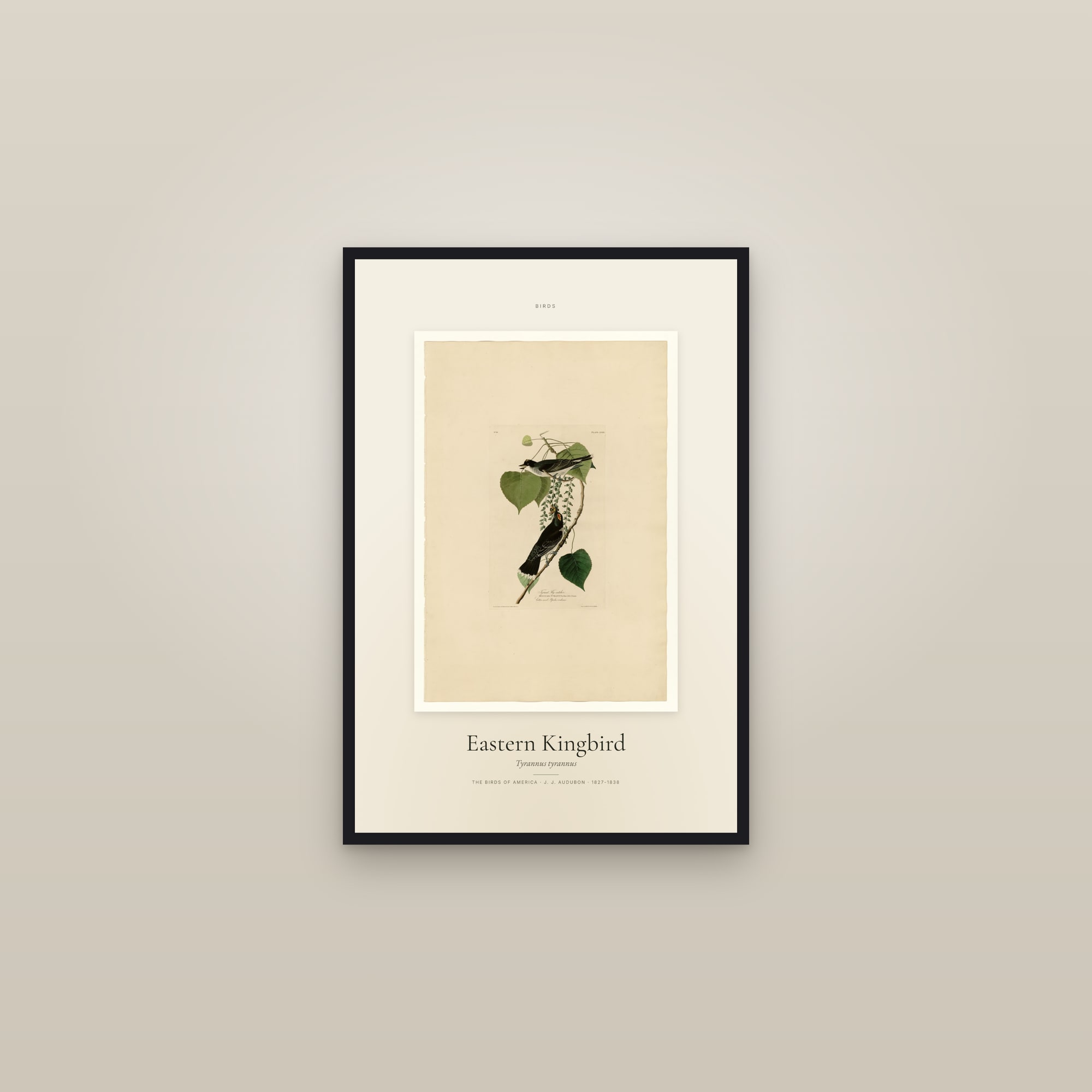 Eastern Kingbird — Specimen — framed in a gallery setting