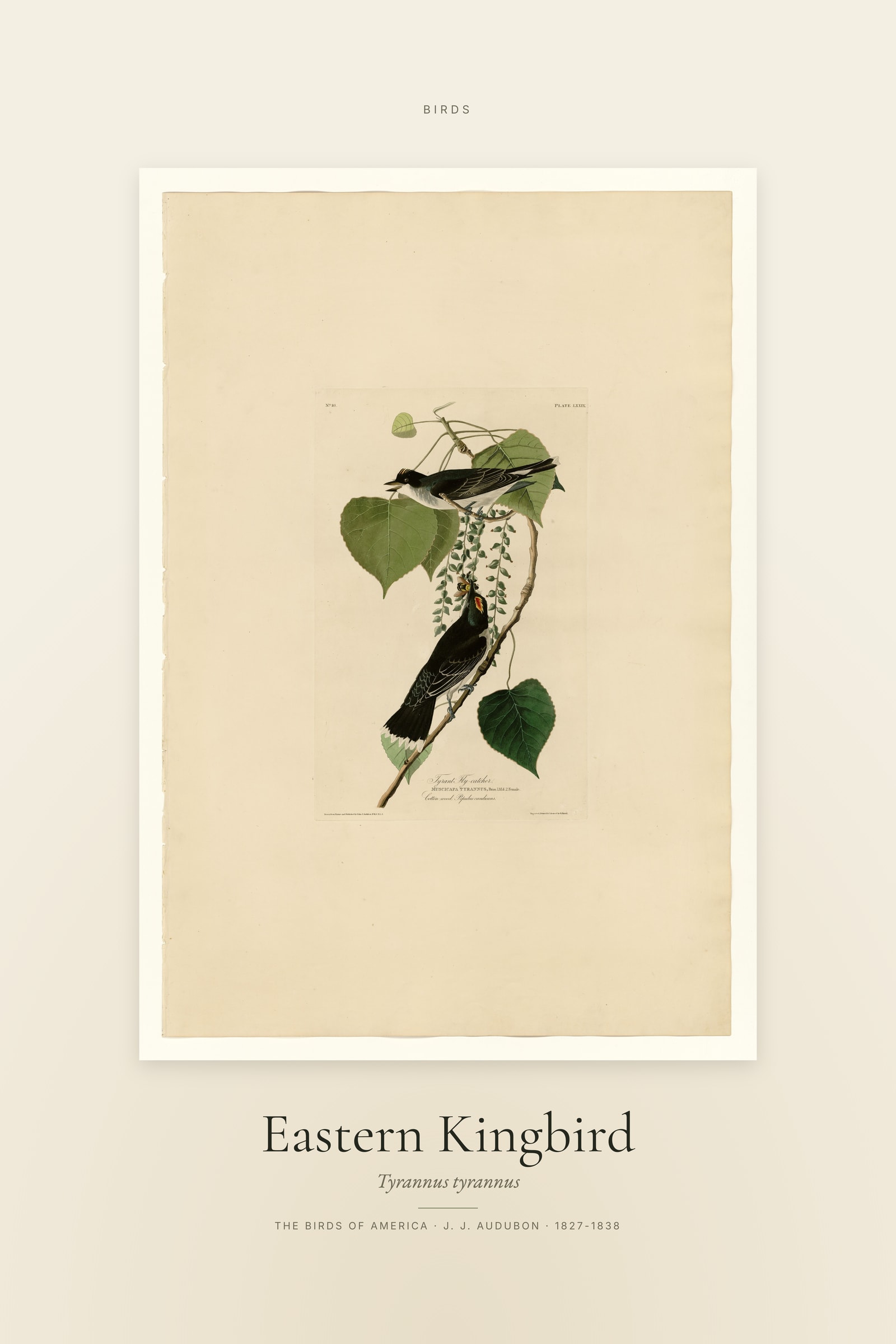 Eastern Kingbird — Specimen