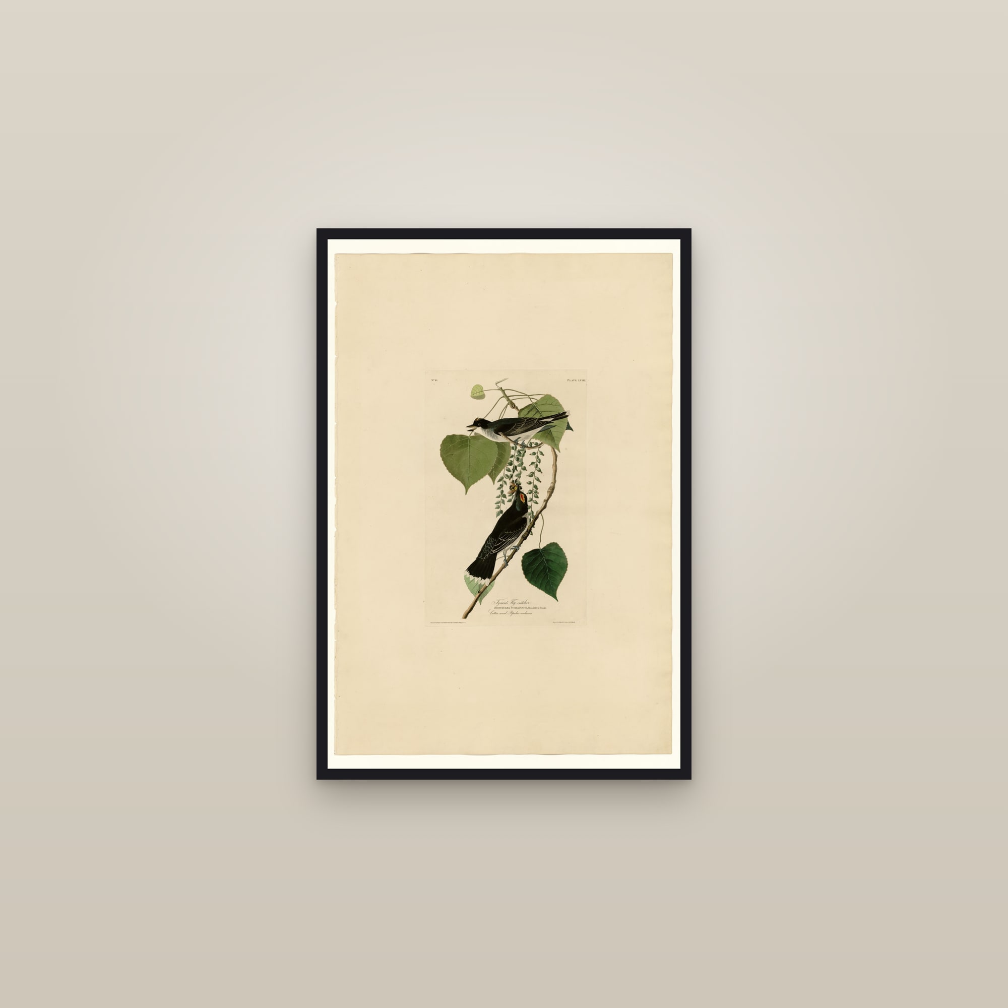 Eastern Kingbird — framed in a gallery setting
