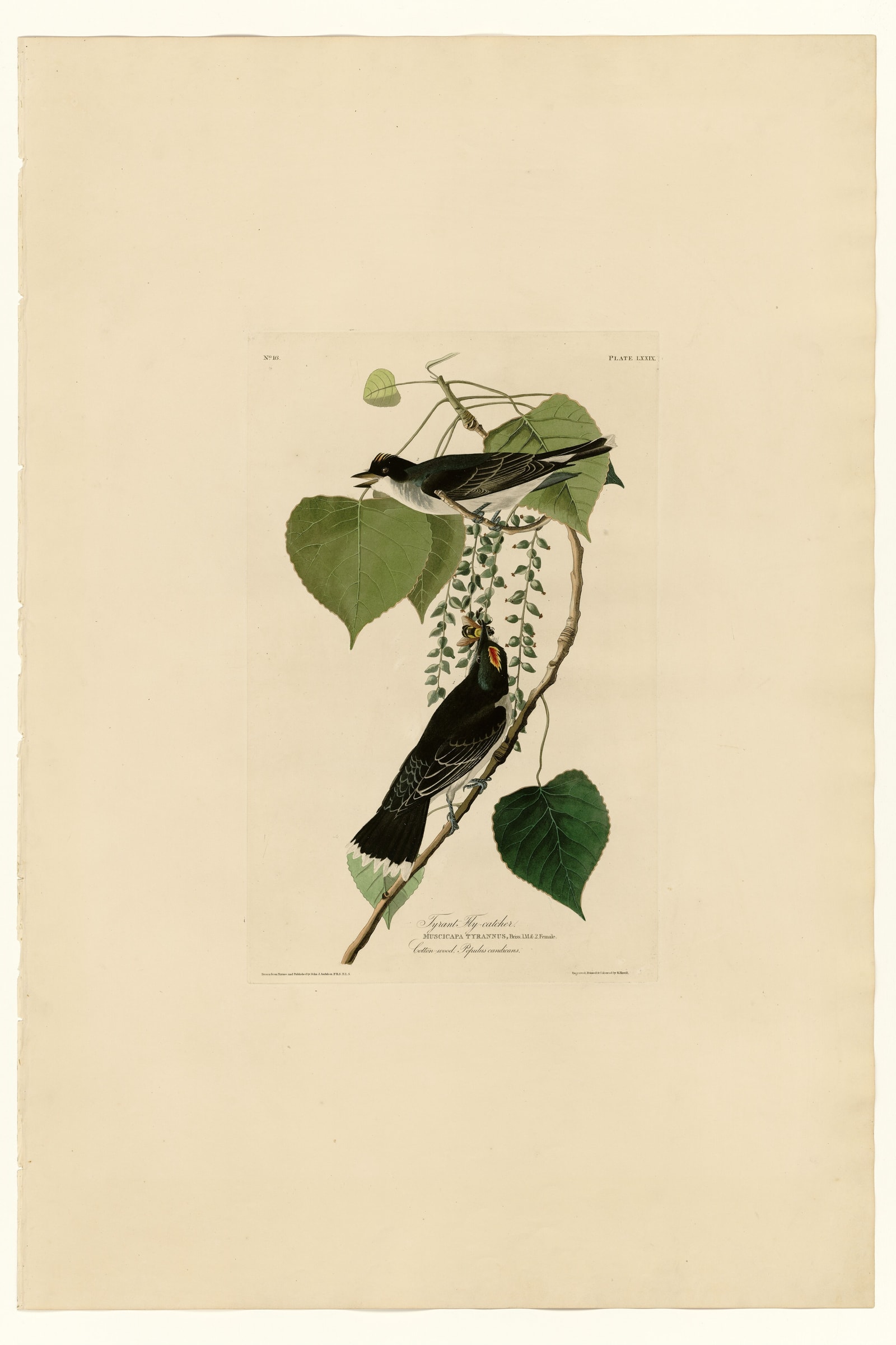 Eastern Kingbird