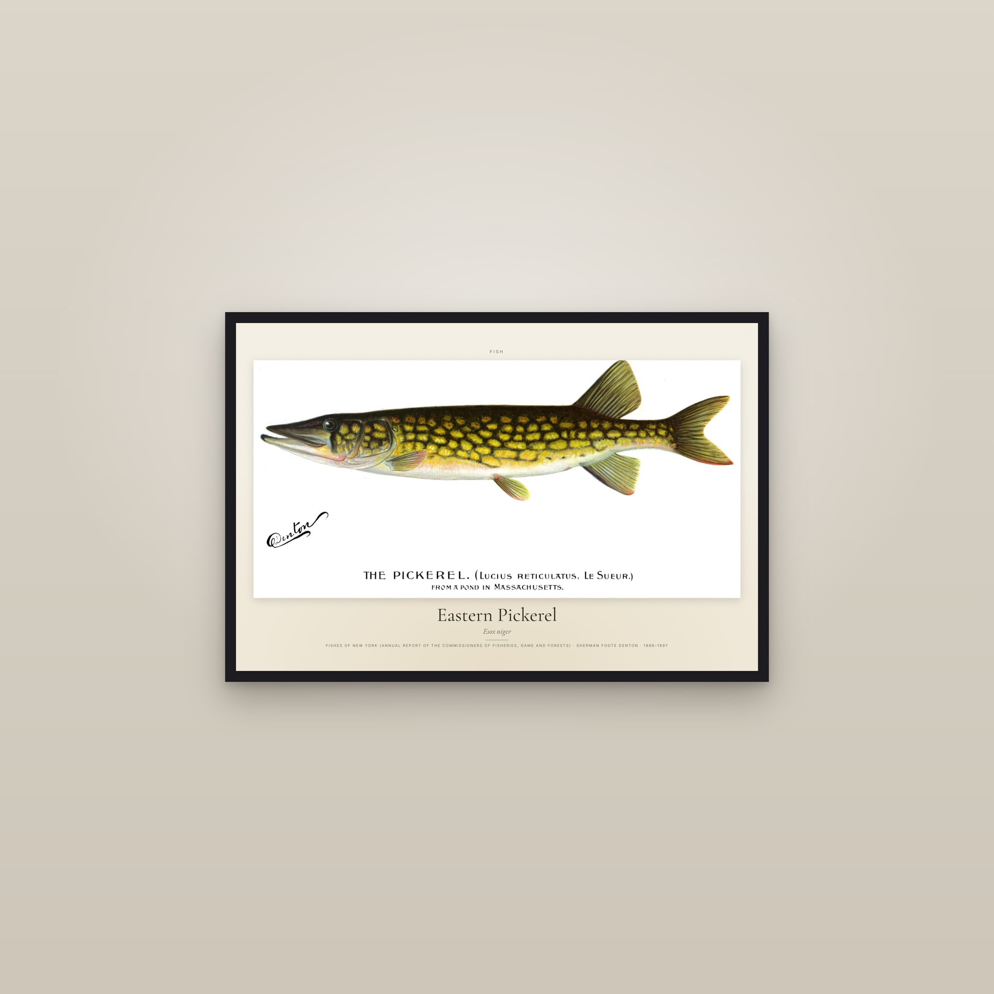 Eastern Pickerel — framed in a gallery setting