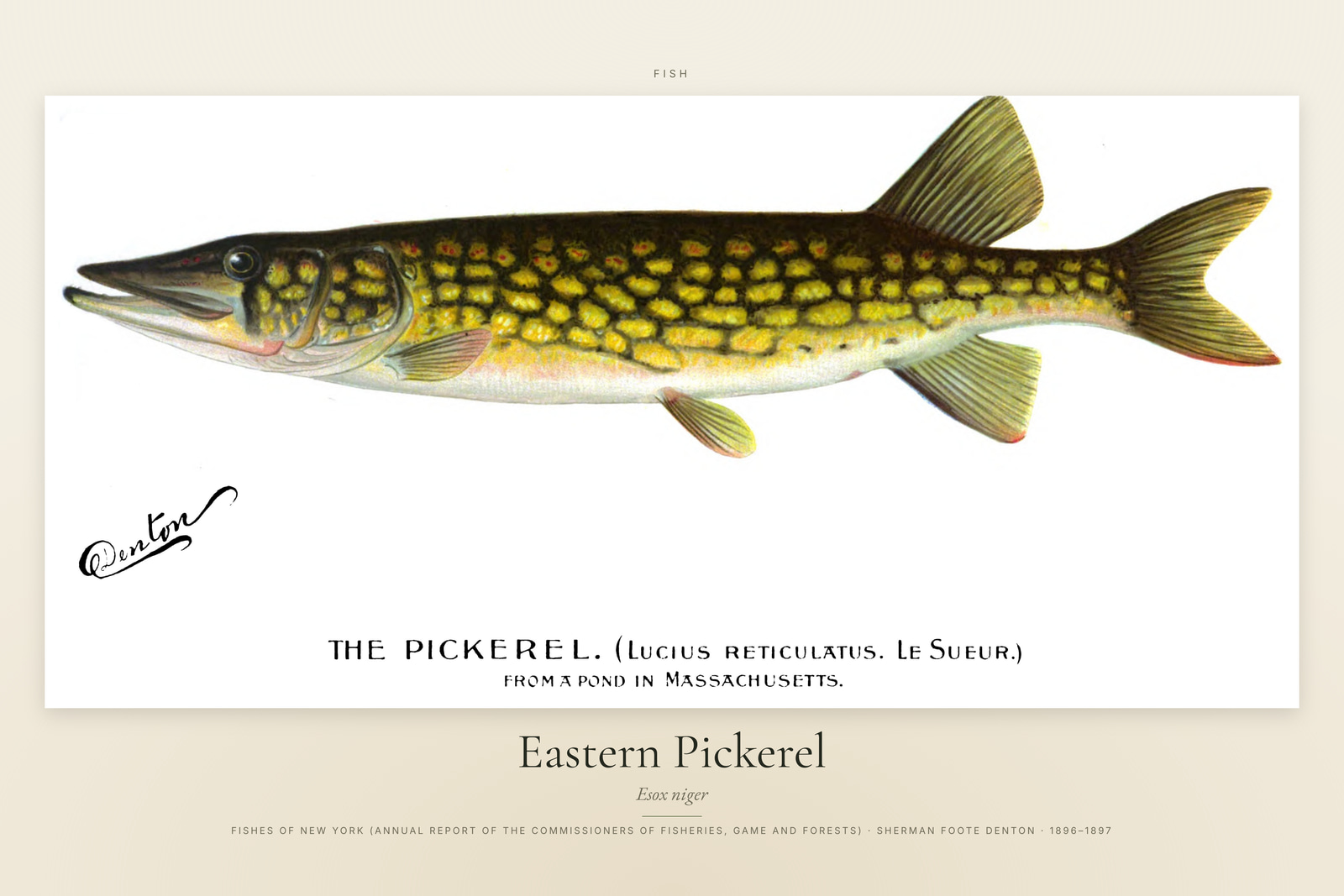 Eastern Pickerel