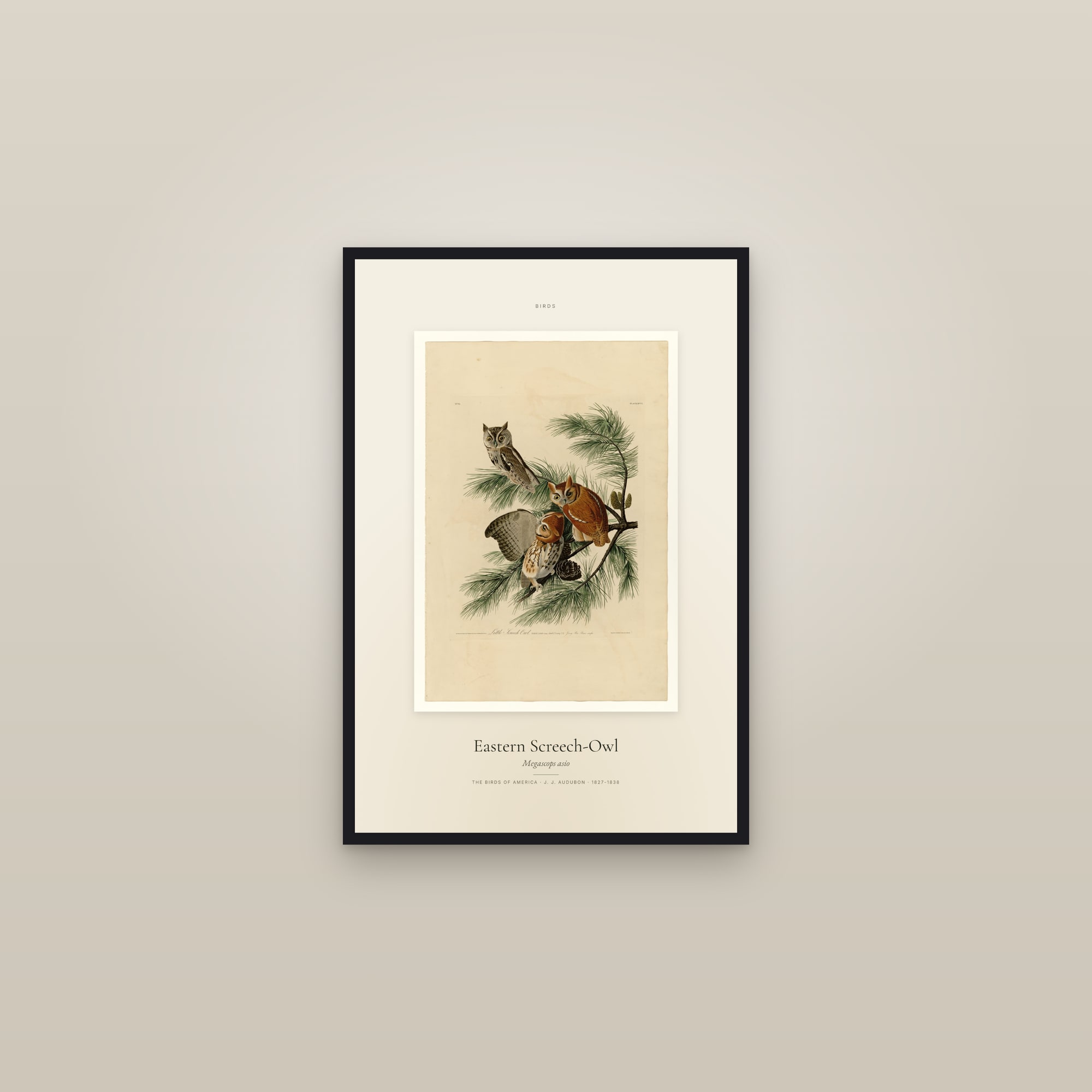 Eastern Screech-Owl — Specimen — framed in a gallery setting