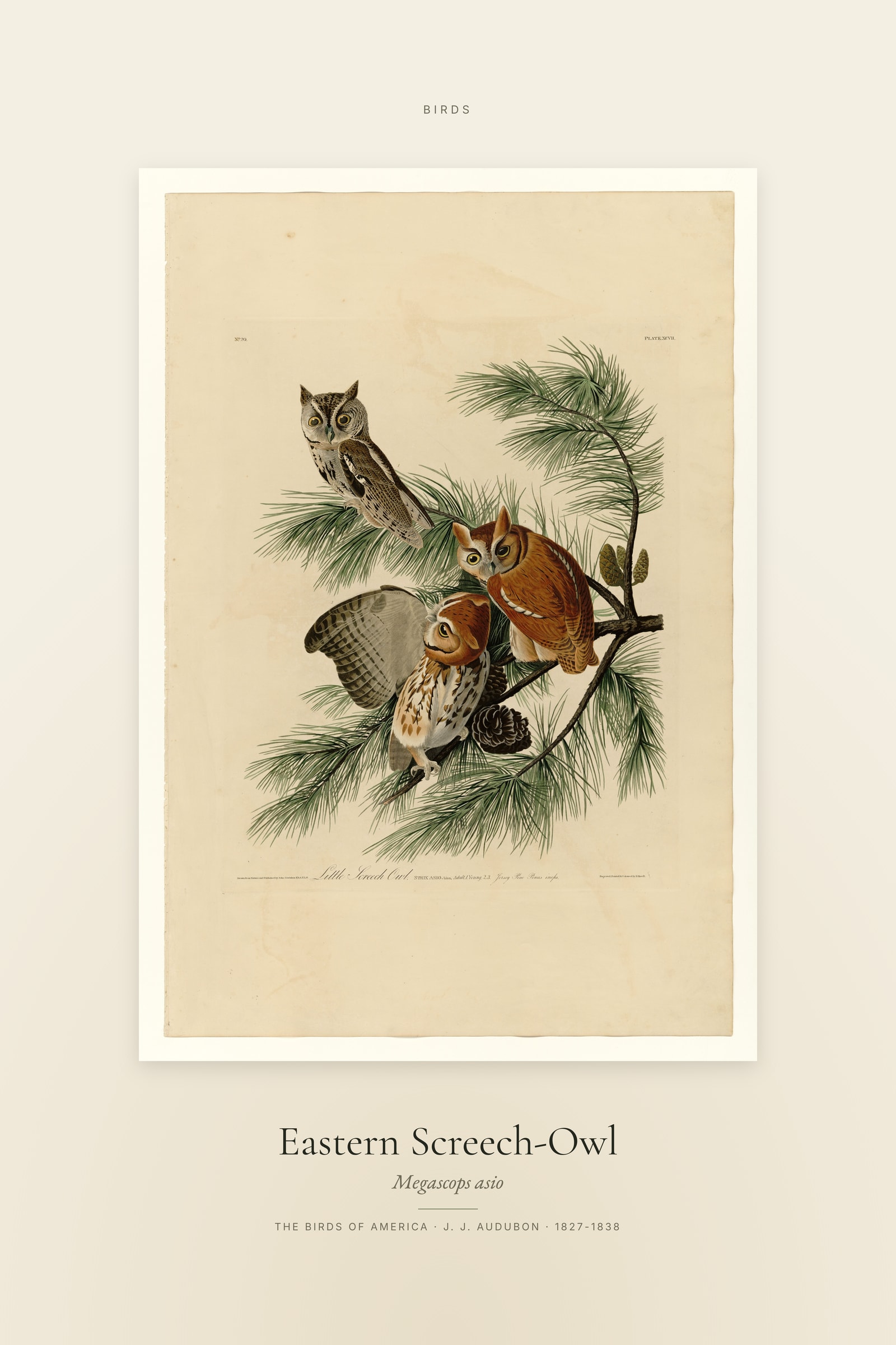 Eastern Screech-Owl — Specimen